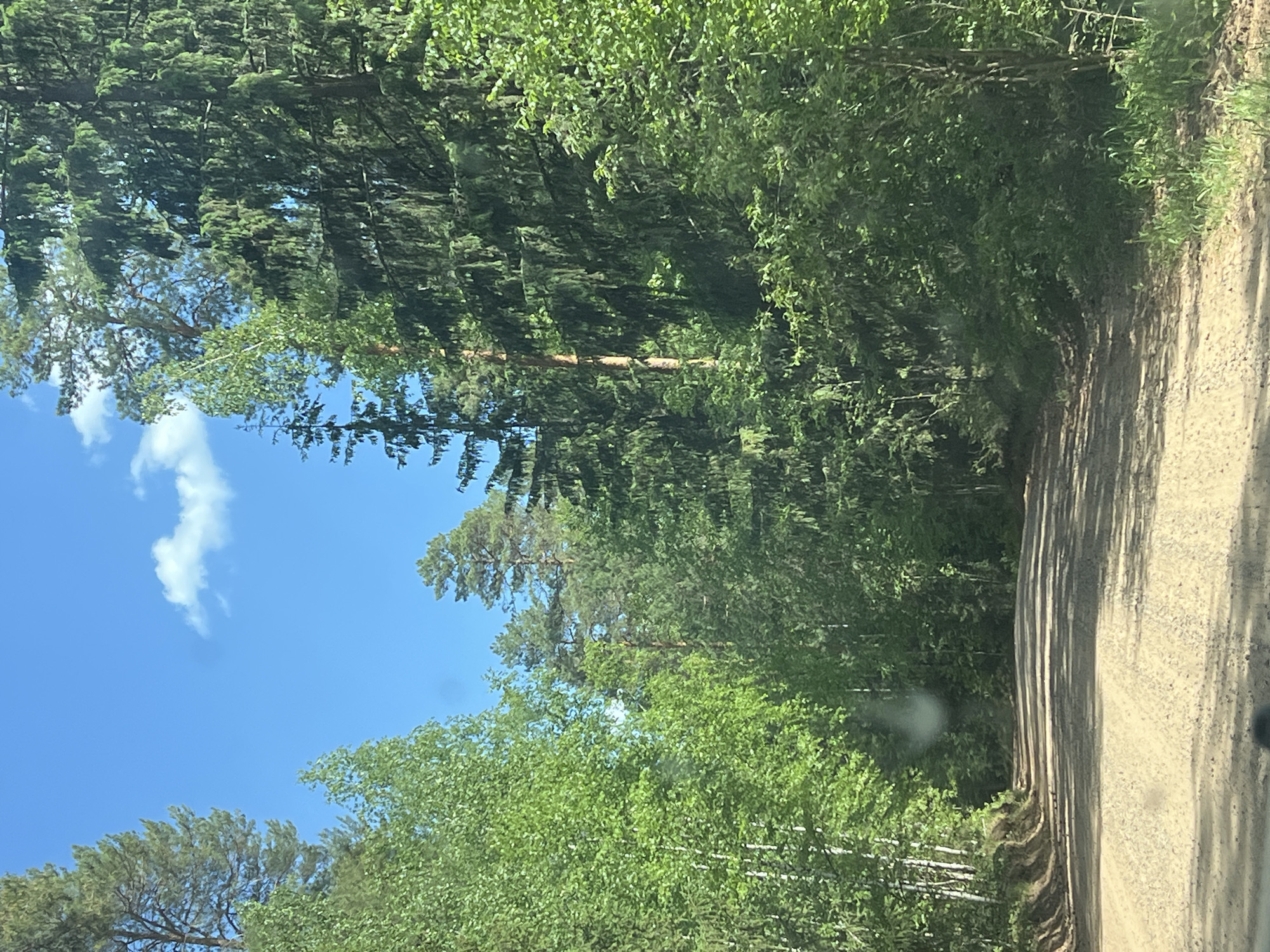The image shows a dirt road running alongside a dense forest under a clear blue sky with a few scattered clouds. The road appears to be unpaved and well-worn. Trees of varying heights and species line both sides of the road, creating a canopy overhead. The environment suggests a rural or natural setting. The location is not discernible as Kirillovka, Russia based on the image.