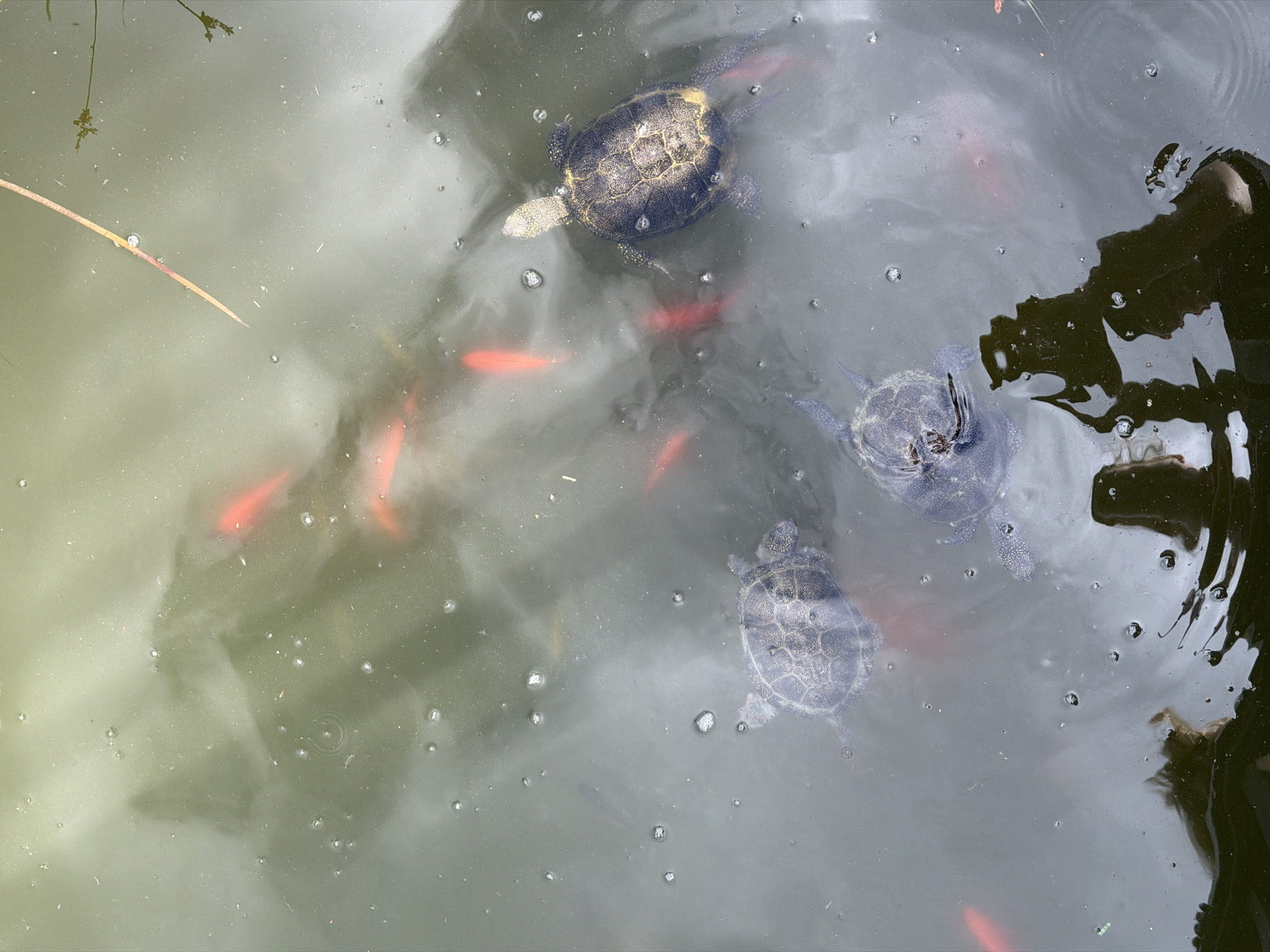 The image depicts a close-up, overhead view of a pond in Vienna, Austria. The water is murky and greenish-gray, with scattered bubbles and reflections of the sky and surrounding vegetation. Several small, bright orange fish, likely koi or goldfish, swim near the surface, some in schools and others individually. Three turtles are visible in the water. One turtle, on the right side of the frame, is facing away from the camera and is partially submerged, showing its patterned shell. Another turtle, positioned in the lower left quadrant, is also mostly submerged, with only its shell and head visible. A third turtle is located in the lower center, swimming closer to the surface and appearing to be looking towards the camera. The scene suggests a natural habitat, possibly a park pond or a private garden feature within Vienna. The lighting is diffused, indicating an overcast day or shade.