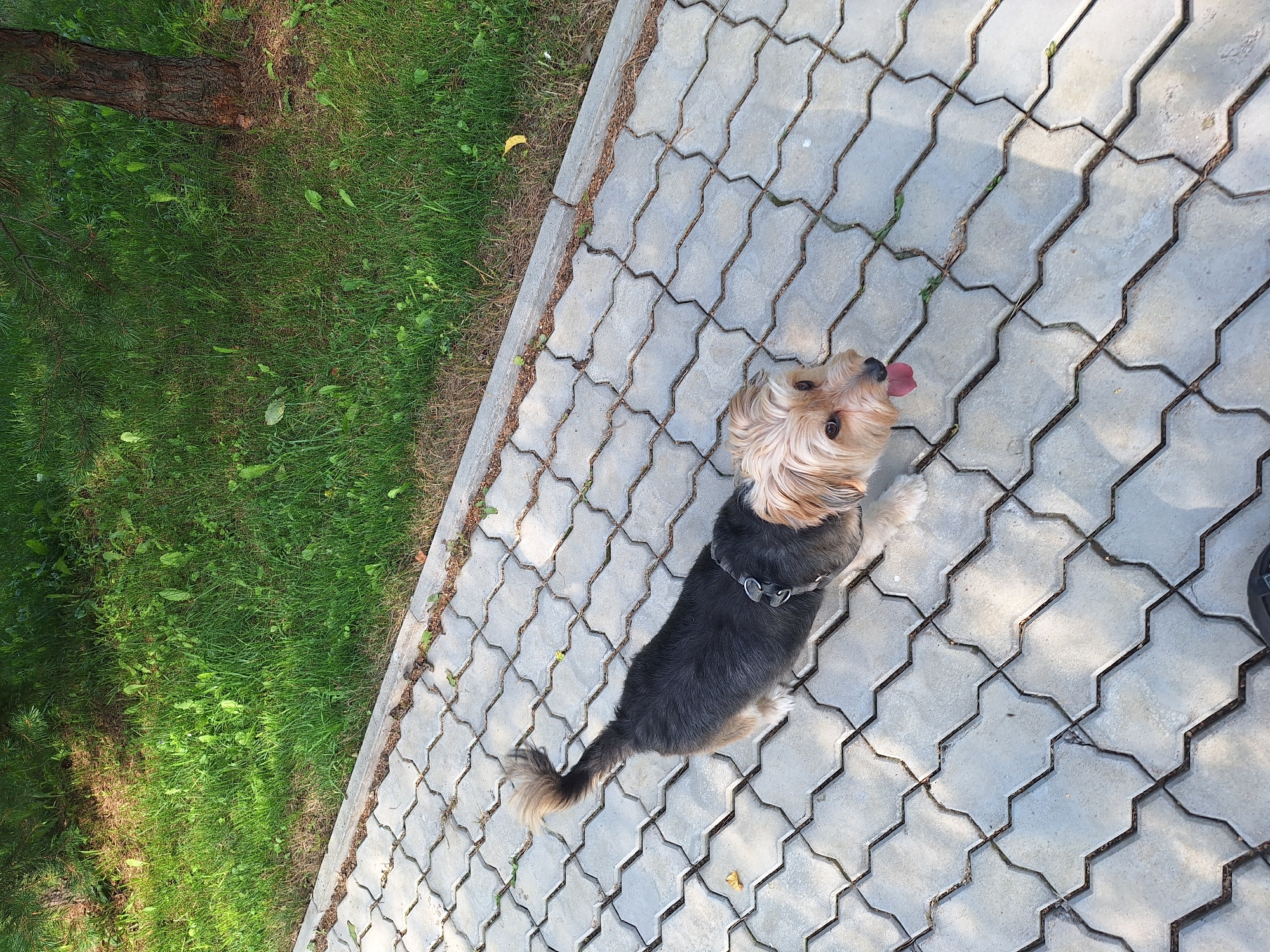 A light-colored, medium-haired dog with a black back and a tan face and chest stands on a grey, interlocking paver pathway. The dog is facing the right side of the frame, with its tongue hanging out. It is wearing a dark grey harness. To the left of the pathway is a grassy area with a pine tree trunk visible on the right. The image appears to be taken outdoors, likely in a park or residential area in Atamanovka, Russia, given the context. The lighting suggests it is daytime.