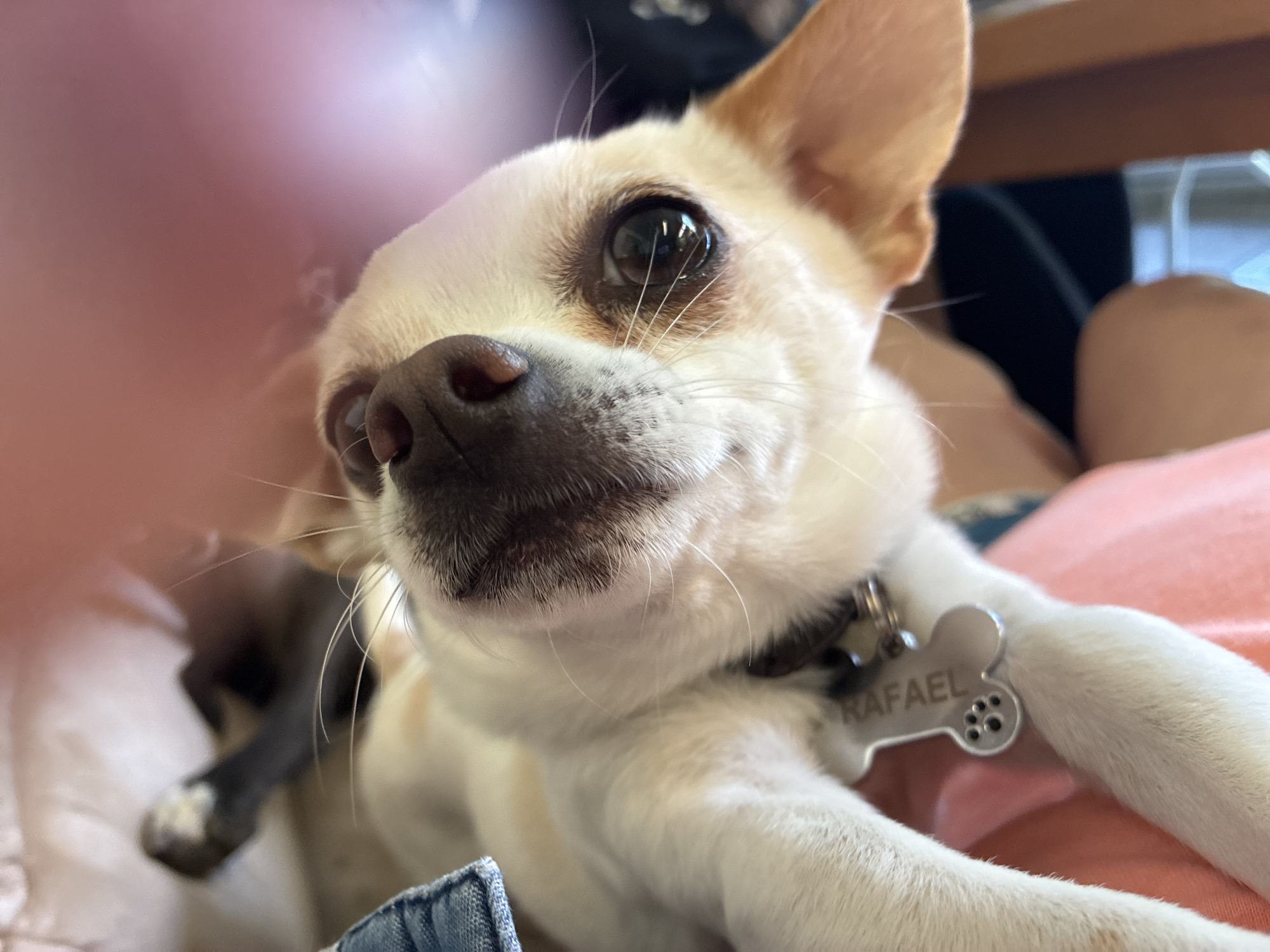 A close-up, indoor photograph features a tan and white Chihuahua-type dog with a black nose and brown eyes. The dog is wearing a black collar with a bone-shaped tag that reads "RAFAEL." The dog appears to be resting on someone's lap, with the person wearing a pink shirt. Another animal, possibly a cat, is partially visible in the lower left corner with a white-tipped paw. The scene is likely indoors due to the lighting and surrounding objects. There is no visible evidence to suggest the photograph was taken in Varna, Bulgaria.