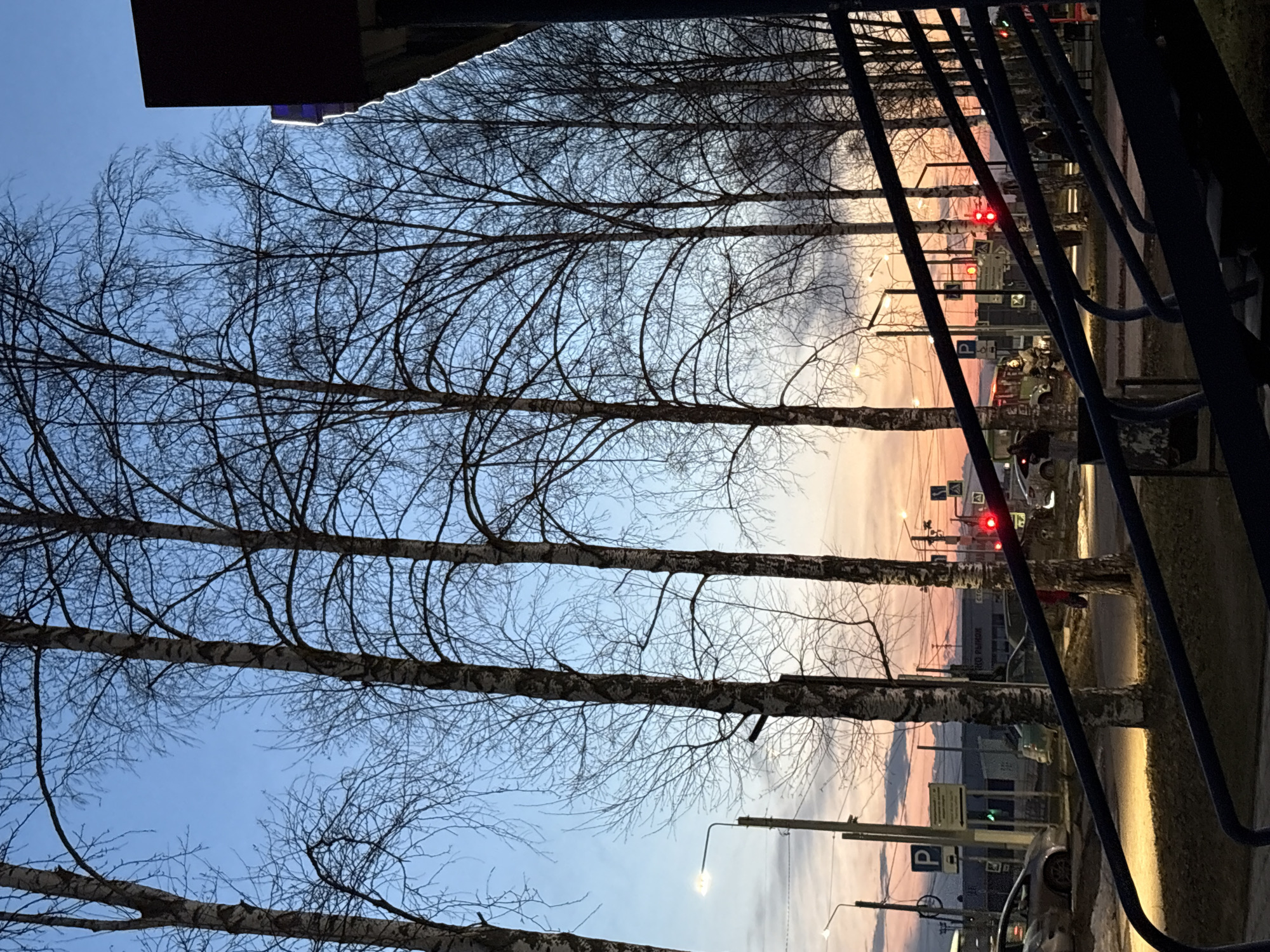 The image depicts a street scene in what appears to be the city of Chaikovsky, Russia, based on the architectural style and presence of trees typically found in that region. It is taken at dusk or dawn, as evidenced by the soft pink and orange hues in the sky. A row of tall, slender birch trees with bare branches lines the street. The trees obscure the view of buildings and traffic lights in the background. A dark metal railing is partially visible in the foreground, adding a foreground element. Streetlights are seen between the trees. Some vehicles are parked on the right side of the road. There are traffic signs with parking (P) symbol. In the upper left, there is a glimpse of an object which seems like a building.