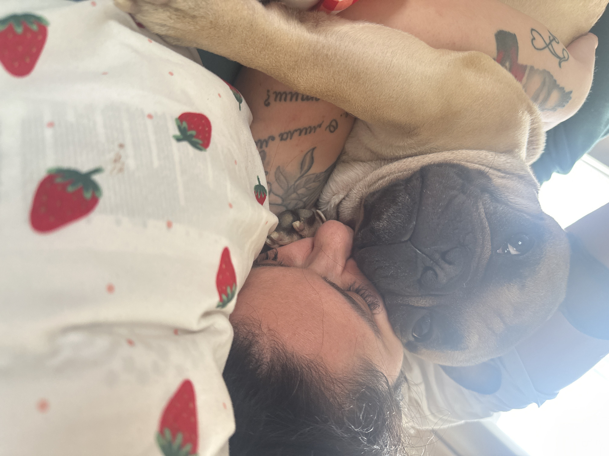 A close-up shot depicts a person lying down, with a fawn-colored French bulldog resting its head against their face. The person has dark hair, visible eyelashes, and tattoos on their upper body. The dog has a wrinkled face and large eyes. The person is wearing a white shirt with a red strawberry pattern. The location is not discernible in the image.