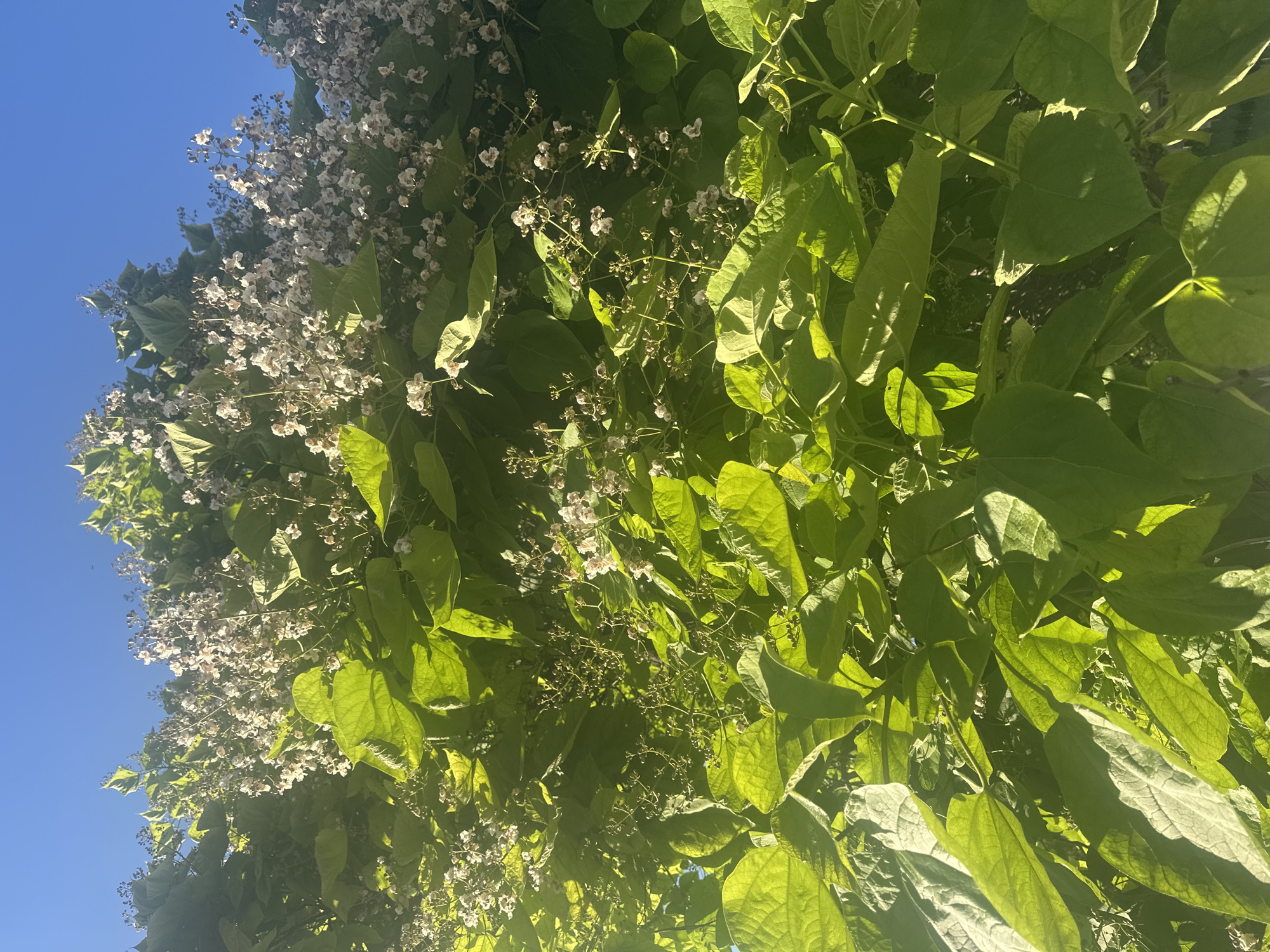 This media file is a close-up, upward-angle shot of a tree with abundant green leaves and clusters of small white flowers. The tree is in full bloom, suggesting a spring or early summer season. The sun is shining brightly, casting dappled light and shadows across the foliage, indicating it is daytime. The clear blue sky is visible in the upper left portion of the frame, providing a backdrop to the lush greenery. The image conveys a sense of natural beauty and vitality. There is no visible text or identifiable people or objects. The location context of Varna, Bulgaria, suggests this is likely an outdoor scene in a temperate climate.