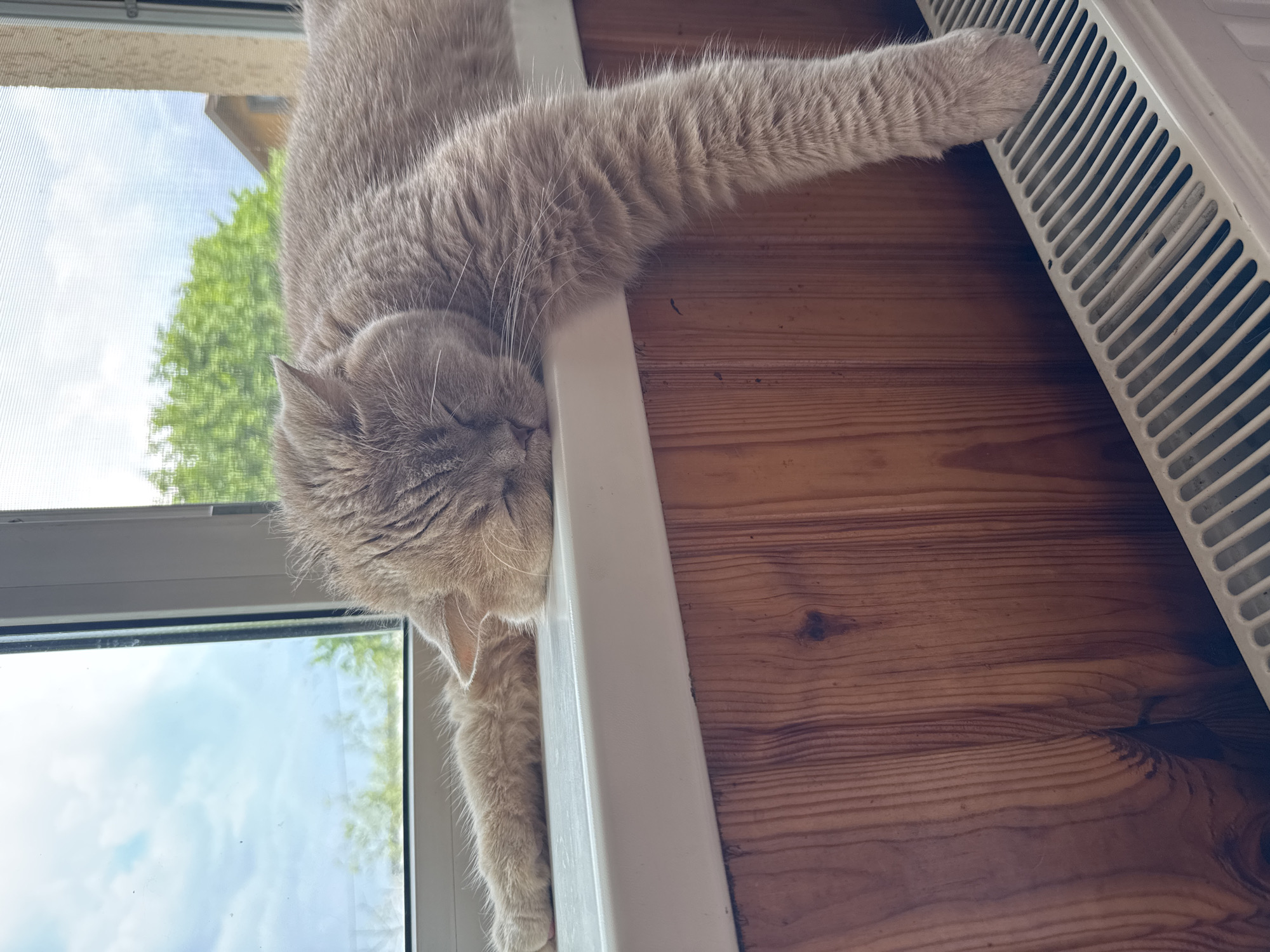 A light brown cat is sleeping on a windowsill. The cat is lying on its side with its front paws extended forward. Its head is resting on the windowsill, and its eyes are closed. The cat's tail is hanging down the side of the windowsill. In the background, there is a window with a view of trees and a cloudy sky. Below the windowsill, there is a wooden wall and a radiator. The scene appears to be indoors.