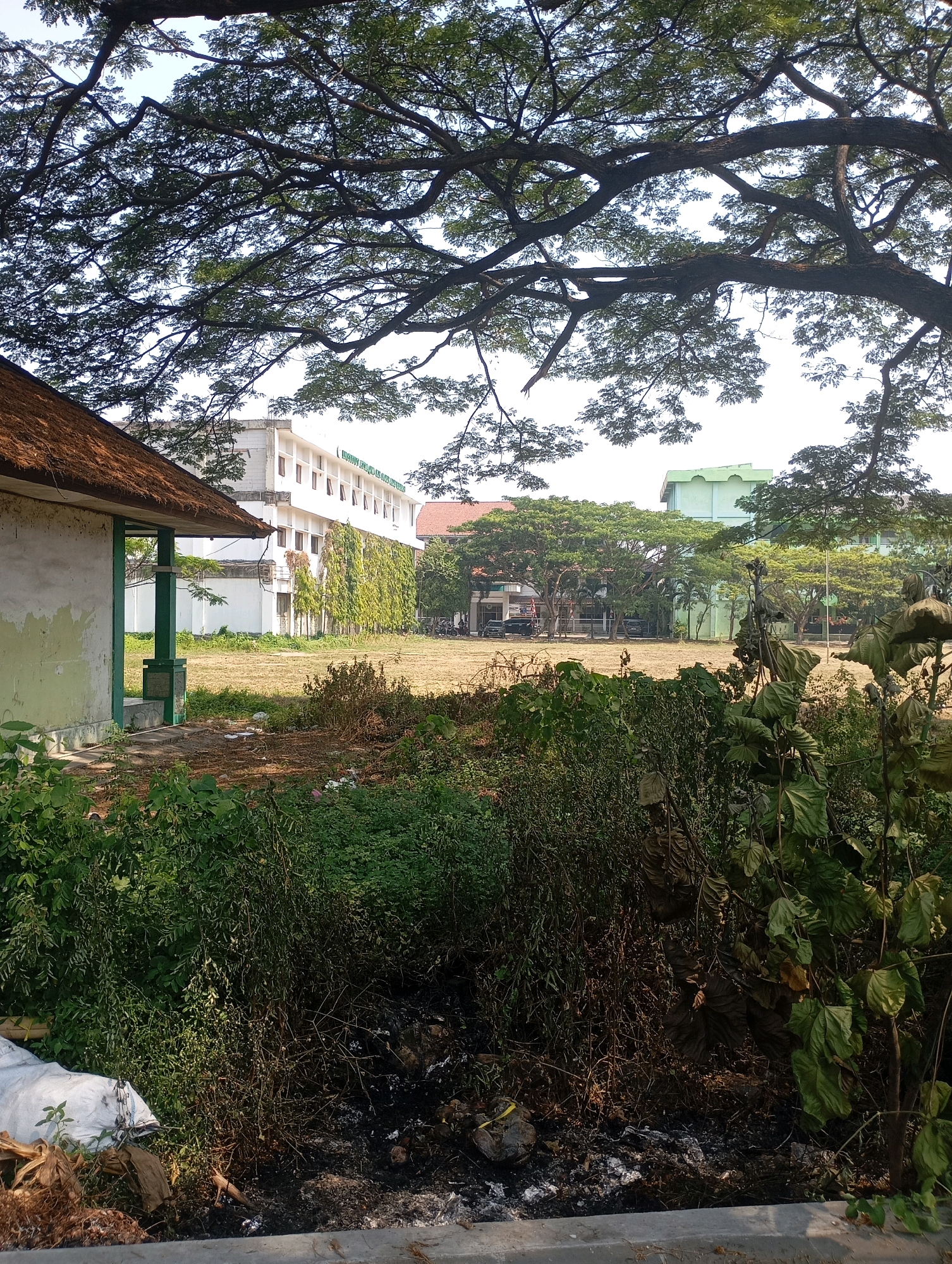 A low-angle, natural light, vertical outdoor shot depicts a grassy field with some debris in the foreground, bordered by vegetation and trees, with buildings in the background. On the left side of the image, a small, light-colored building with a brown, thatched roof is visible. Its exterior wall is painted a pale green and shows signs of wear and tear. Next to it, a grassy field stretches towards the background, where a multi-story white building with many windows is located. This building has green vines growing up its side and a sign with green lettering that reads "INSTITUT TEKNOLOGI SUMATERA UTARA". To the right of this building, another light green building is partially visible. The foreground is filled with dense green foliage, some dry leaves, and a white garbage bag. The background is dominated by the branches and leaves of a large tree, creating a canopy over the scene. The sky is bright and clear. The setting appears to be a school or university campus in Babelan, Indonesia, characterized by a blend of natural elements and institutional architecture.