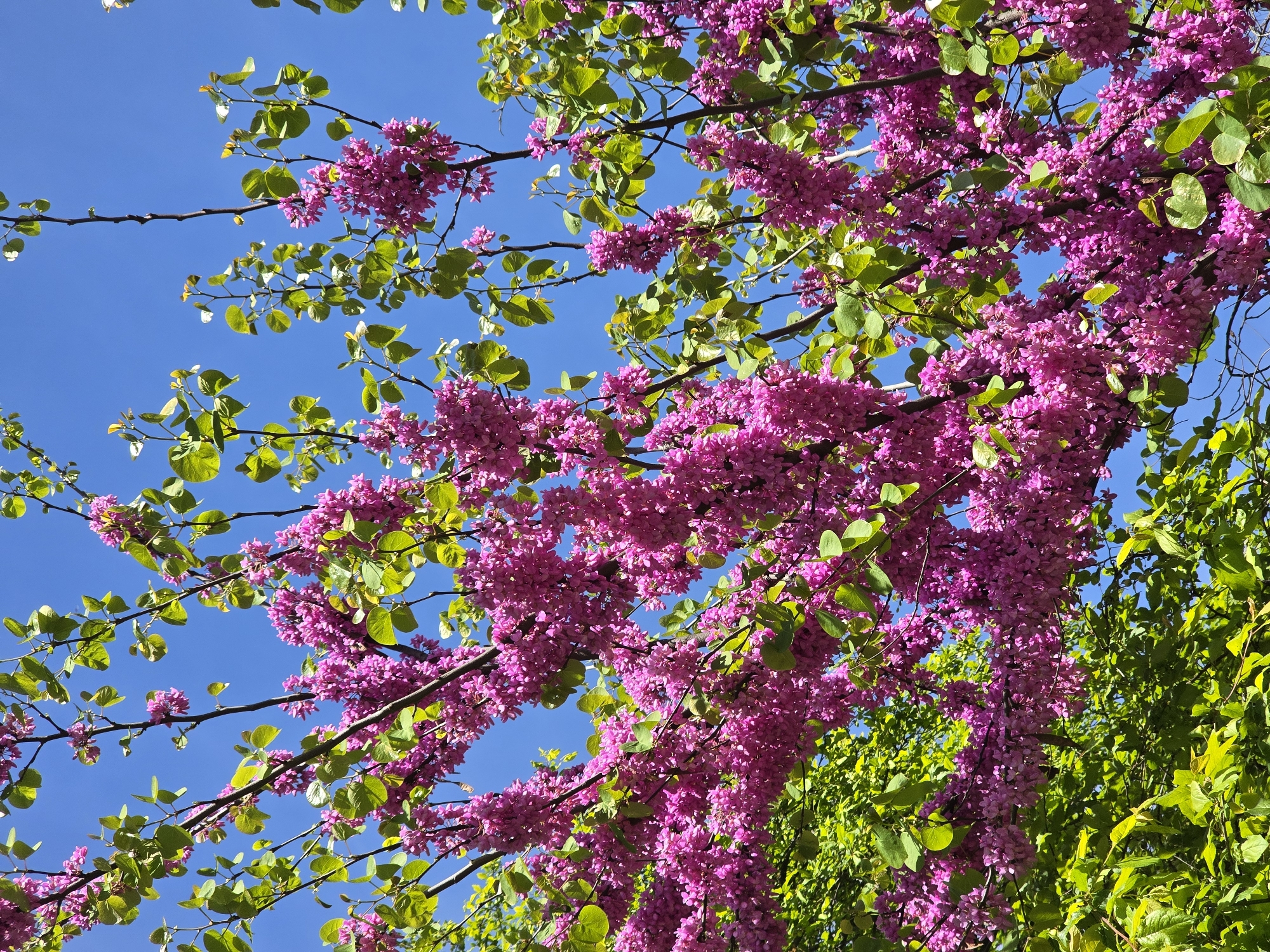 The image shows a view looking up into the branches of a tree with vibrant pink blossoms and green leaves, set against a clear, bright blue sky. The blossoms are densely clustered along the branches, creating a vivid contrast with the sky. Some branches are sparsely populated with green leaves. The location is Plovdiv, Bulgaria.