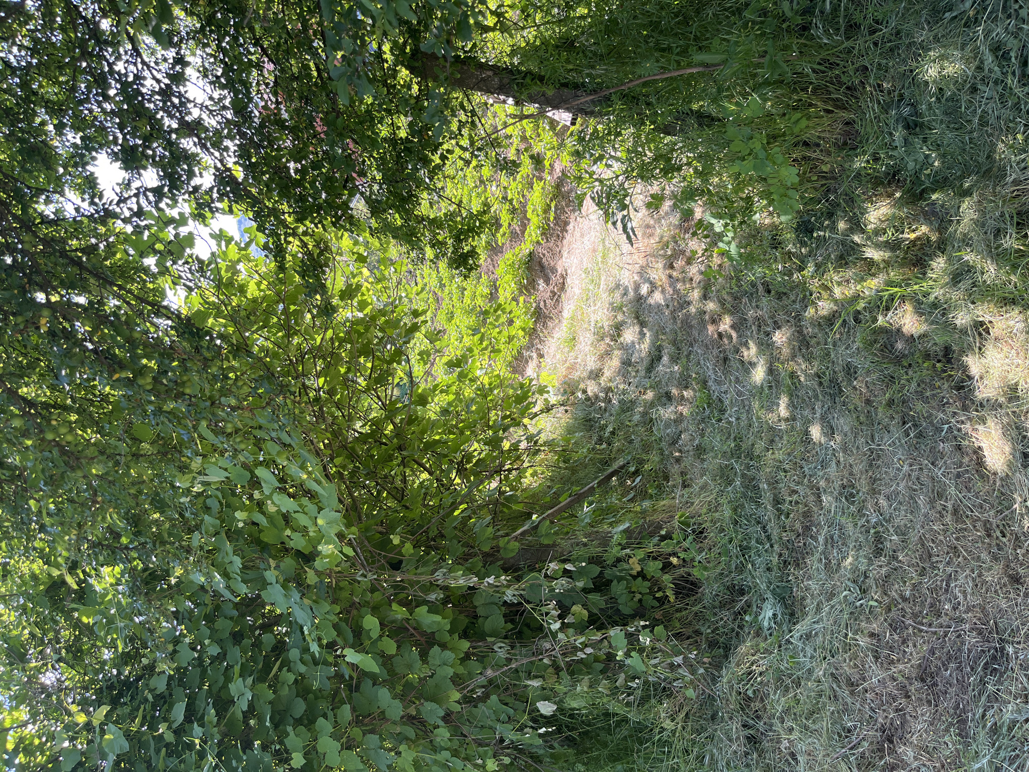 The image depicts a path in a green area, seemingly overgrown with grass and vegetation. A slight elevation change is visible along the path. Trees and bushes frame the path, creating a shaded and enclosed space. The exact location within Kornitsa, Bulgaria, cannot be determined from the image. No people, objects, actions, or interactions are discernable beyond the presence of the vegetation and the path.