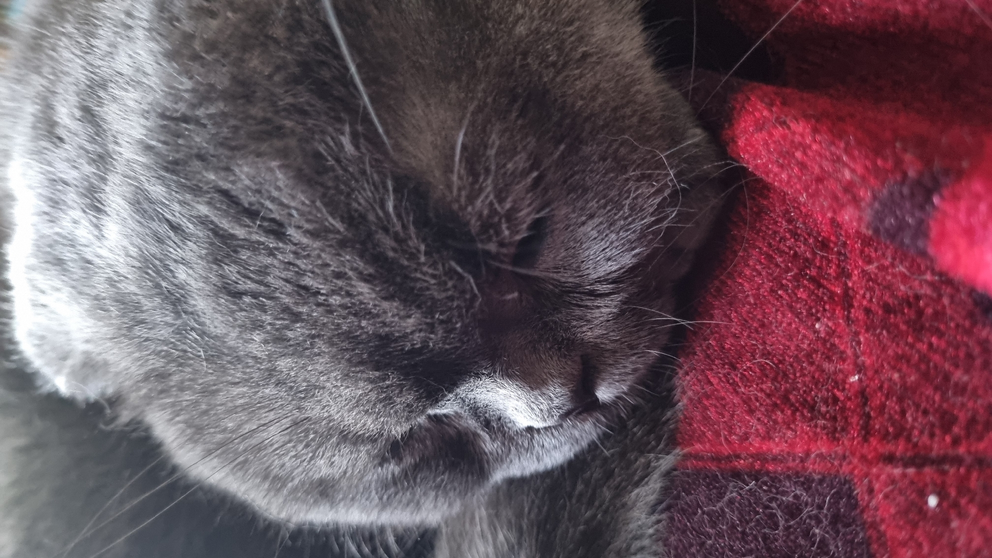A close-up, eye-level, vertical shot shows a sleeping gray cat on a red and black plaid blanket. The cat's head and part of its body are visible, with its face turned to the right and its eyes closed. The cat's fur is a soft gray, and its whiskers are long and white. The blanket appears to be made of wool or a similar material, and it has a rough texture. The background is dark and out of focus, with no discernible features. The lighting is soft and natural, suggesting the photo was taken indoors during the day. There is no indication of the city of Vysokoe, Russia, within the image.
