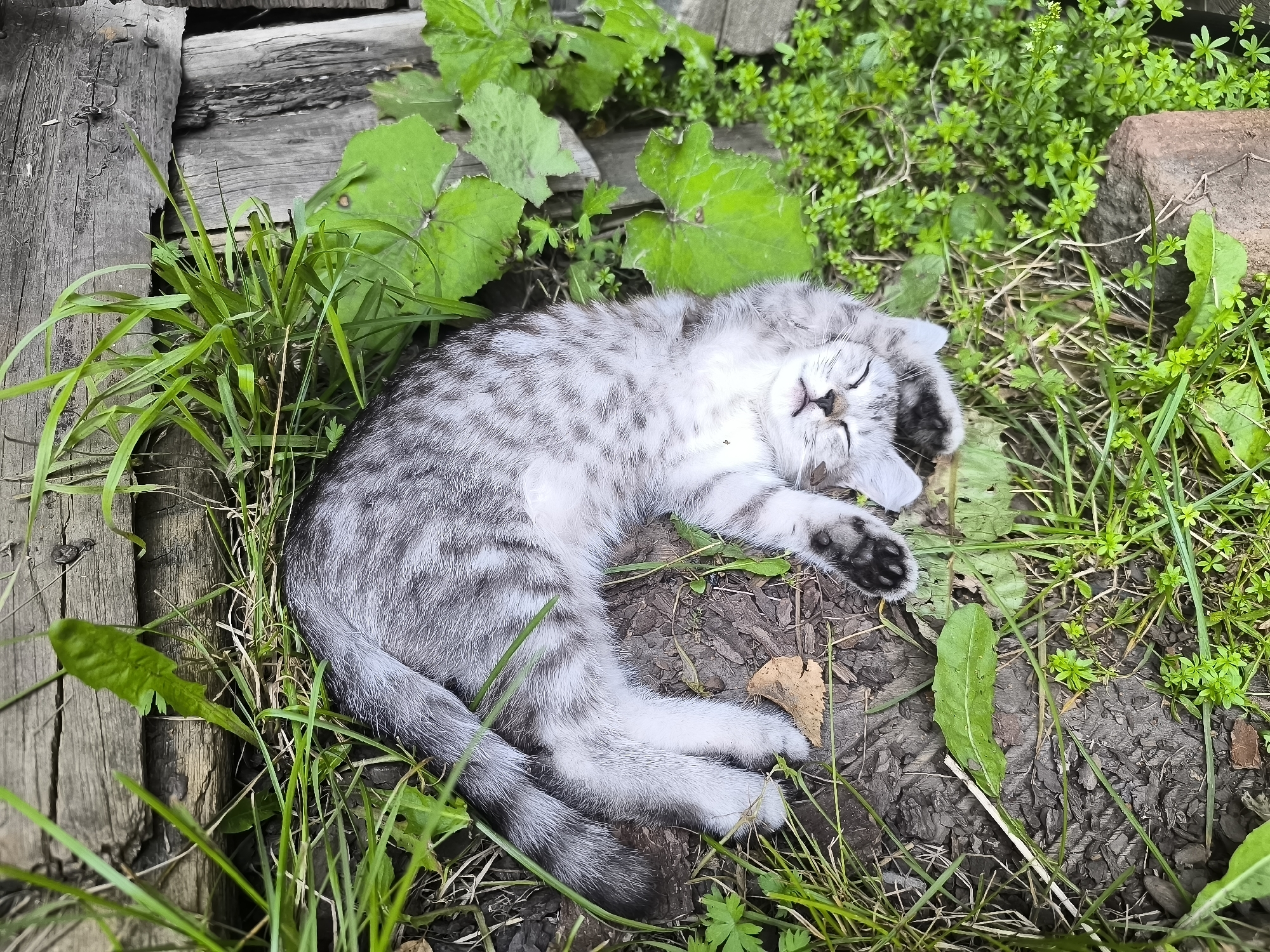 A tabby kitten is sleeping on its back on the ground next to some wooden planks and green vegetation. The kitten is light gray with darker gray stripes and has its eyes closed. Its paws are curled up, and its tail is wrapped around its body. The ground is covered with dirt, leaves, and grass. The wooden planks appear weathered and old. The scene is set outdoors, likely in a rural or garden area.