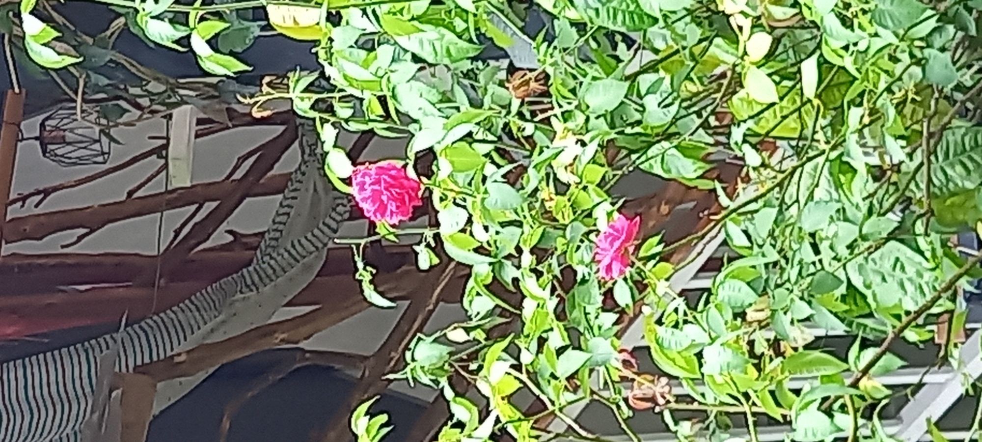 The image shows a close-up view of a plant with green leaves and two pink flowers. The plant appears to be growing near a structure with wooden beams and striped fabric. The location is ตำบลเกาะพะงัน, Thailand.