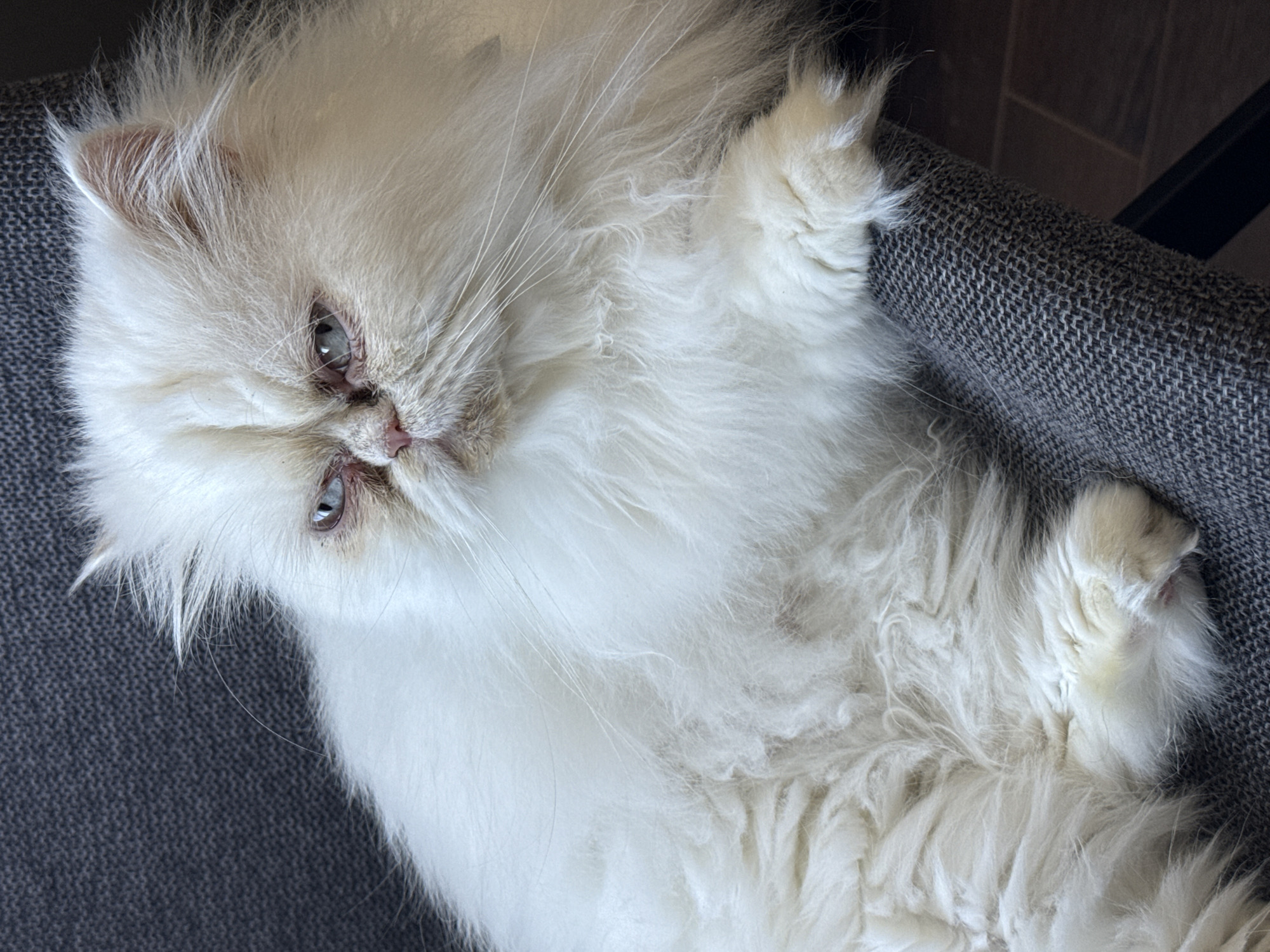 A white, long-haired cat is reclining on a gray, textured chair. The cat is positioned diagonally in the frame, with its head near the upper left corner and its paws extending towards the right side. The cat's fur is predominantly white, with some slight variation in tone. Its eyes are light-colored. A chair leg is visible in the upper right. The location of the photograph is not specified.