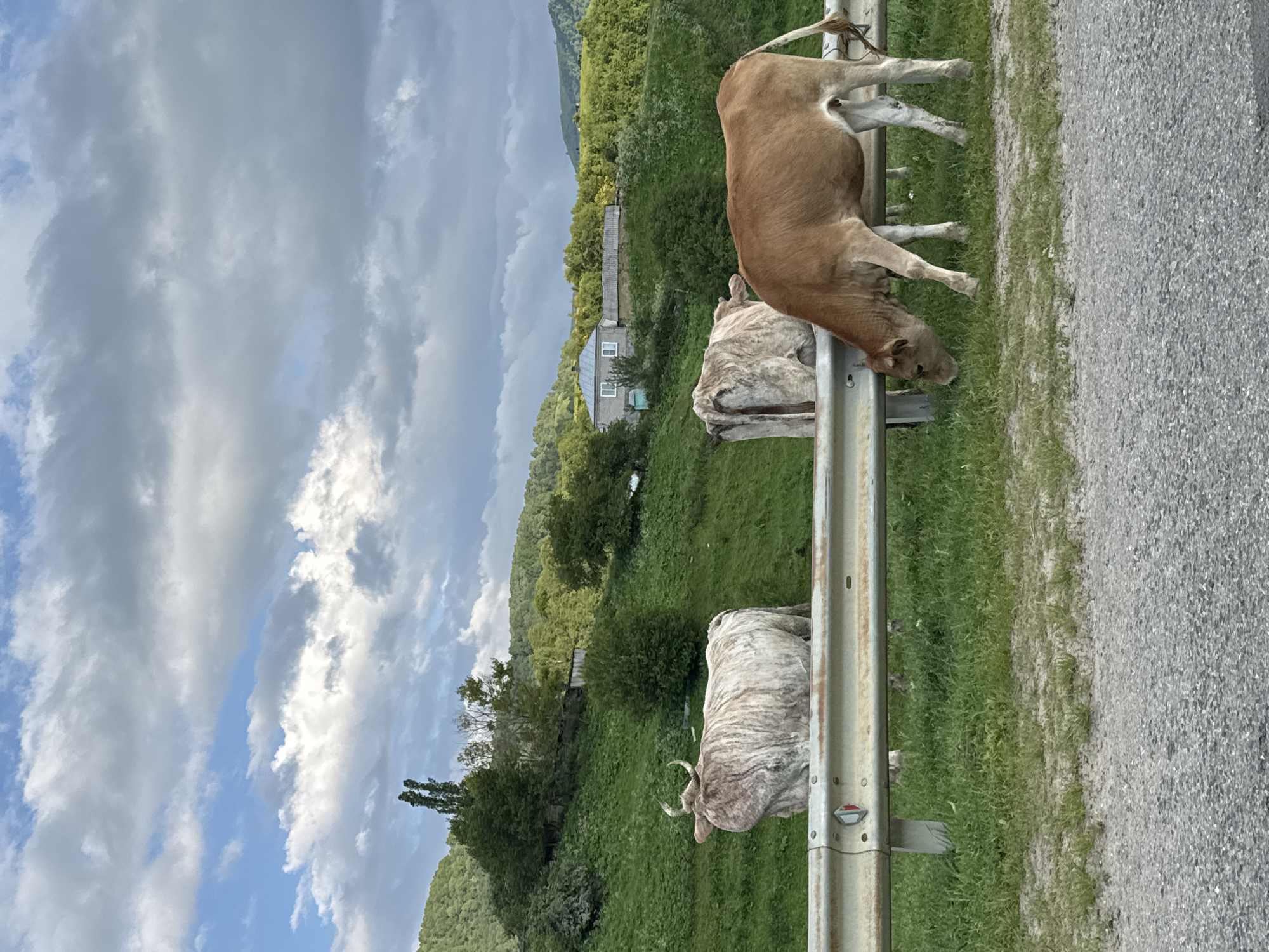 Three cows are standing in a grassy field near a road in Verkhnyaya Mara, Russia. The cow on the left is white and brown with large horns, facing away from the camera. The cow in the middle is also white and brown, partially obscured by the cow on the left. The cow on the right is light brown and is grazing on the grass, facing away from the camera. A metal guardrail runs across the foreground of the image. In the background, there is a lush green hillside with trees and a house. The sky is cloudy.