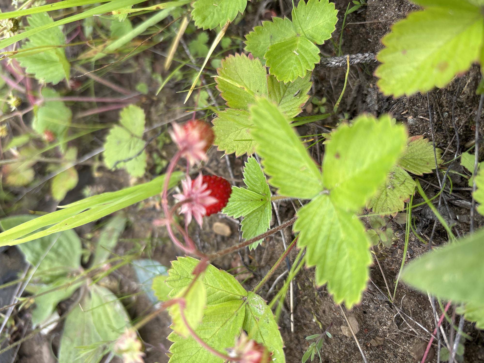 The image shows a close-up view of wild strawberries growing in a natural environment. Several vibrant green leaves with serrated edges are prominent in the foreground, some with small dark spots. A single ripe red strawberry is visible in the center, with pinkish-red petals surrounding its stem. Other unripe or faded strawberries and flowers are also present in the background, along with blades of grass and dry twigs. The ground appears to be a mixture of soil and small stones. The image is focused on the flora, capturing the details of the strawberry plants. There are no people or animals visible in the scene. The overall impression is a snapshot of nature's small details.