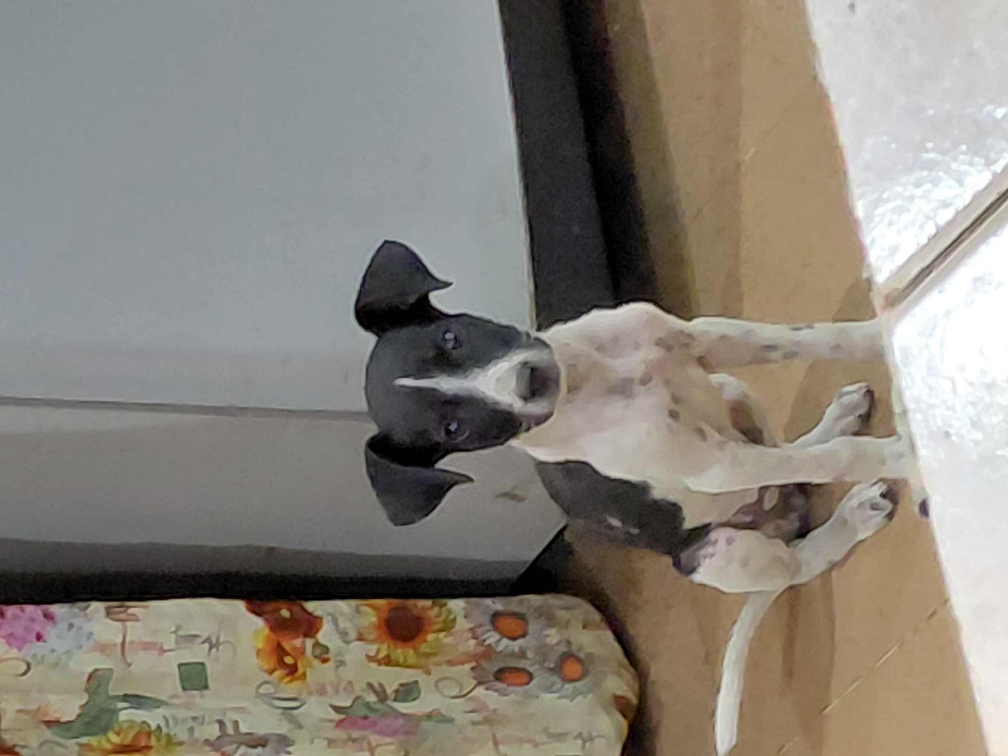A black and white puppy is sitting on a tiled floor in what appears to be a home. The puppy has large, pointed ears and blue eyes, and its fur is spotted. To the left of the puppy is a patterned curtain with depictions of flowers. Behind the puppy is a light gray wall and a dark gray baseboard. The scene is indoors, likely in a residential setting, possibly in the city of Santa Ana, Venezuela.