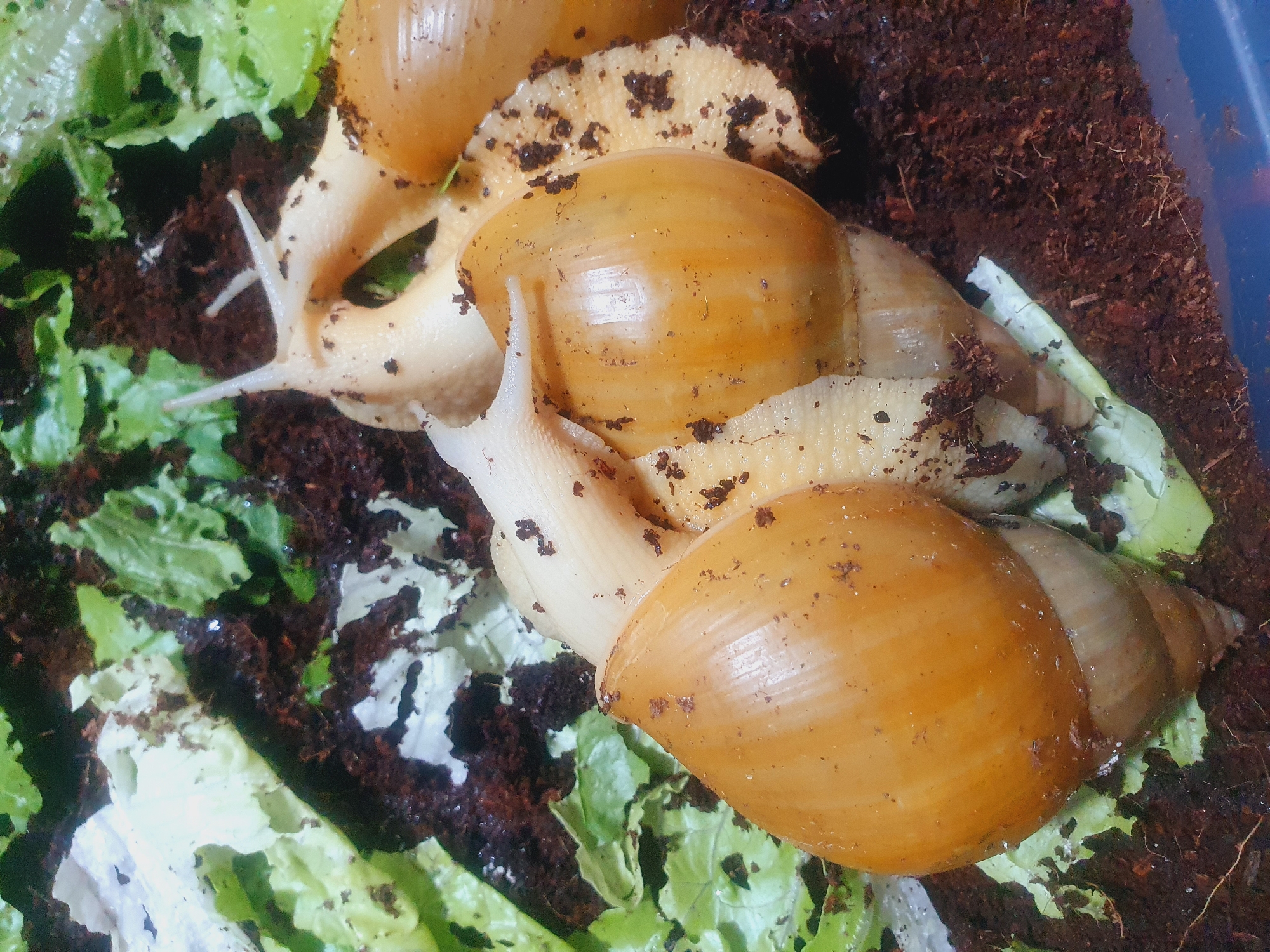 Three pale, tan-colored land snails with conical shells are clustered together on a bed of dark brown soil and shredded green lettuce leaves. The snails' bodies are a creamy white, and their shells have a glossy sheen with darker, spiral markings. They are partially covered in small specks of dark soil. One snail is in the foreground, its shell taking up a significant portion of the lower left of the frame, with its body extending upwards and to the right. Another snail is positioned behind and slightly to the right of the first, its shell partially visible. The third snail is further back and to the right, its shell also partly obscured. The environment appears to be a terrarium or enclosure, indicated by the dark soil substrate and the presence of leafy greens. There are no people or indications of a specific location within the city of Shiraz, Iran.