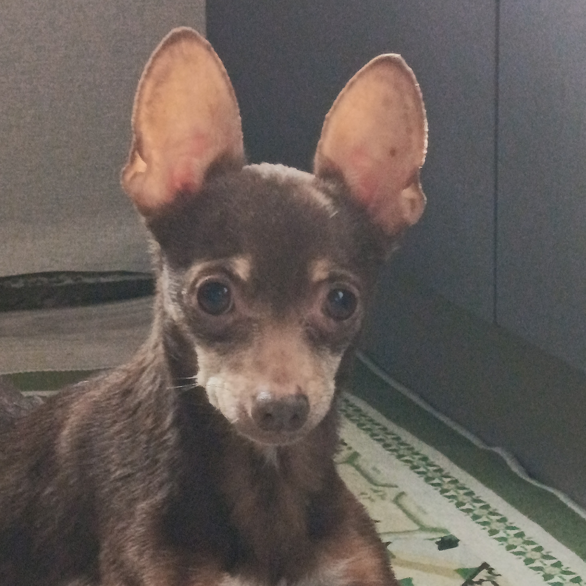 A brown Chihuahua-like dog with large, erect ears is the central subject of the image. The dog is positioned relatively close to the camera, occupying a large portion of the frame, and is gazing directly forward. The dog has short, smooth fur, and its ears appear thin and translucent. The background features a gray, textured surface, possibly a wall, and part of a patterned surface appears to be a blanket or mat. The location of the image within Марковский, Russia cannot be determined based on the available visual information.