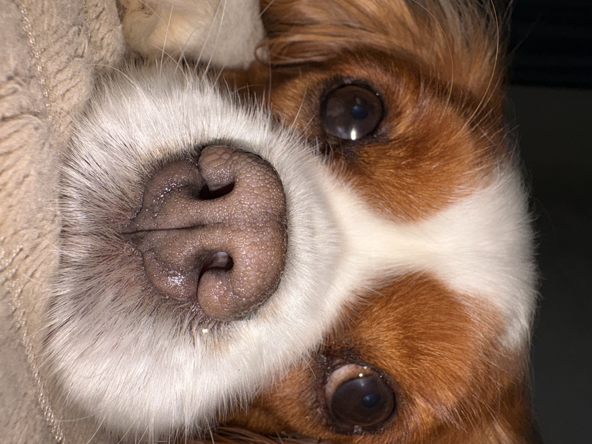 The image is a close-up, head-on portrait of a Cavalier King Charles Spaniel dog. The dog's head is positioned in the foreground, with its wet, pinkish-brown nose prominently featured in the center. Its dark brown eyes are visible, with reflections of light suggesting a light source. The fur is a combination of white and reddish-brown, characteristic of the breed. The dog appears to be lying down on a textured, beige surface, possibly a blanket or carpet. The background is dark and out of focus, drawing all attention to the dog's face. There is no information about its location in the city of Прикамский, Russia.