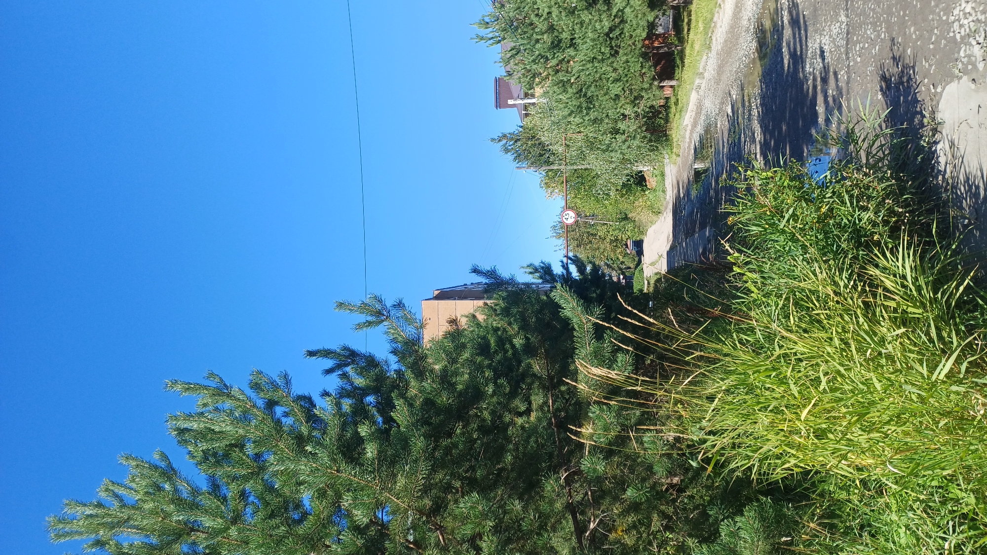 The image depicts an outdoor scene on a clear day with a bright blue sky. In the foreground on the left, a large pine tree with lush green needles dominates the view. Adjacent to the tree is a patch of tall, green grass, some of which has gone to seed with dry, wispy stalks. To the right of the grass and pine tree, a dirt and gravel road stretches into the distance, appearing uneven and containing several puddles of water reflecting the sky.
Along the road, on the right side, a line of coniferous trees, likely also pine, creates a dense green border. Further back and to the left, a light brown, multi-story building is visible, partially obscured by the pine tree. On the right side of the road, behind the coniferous trees, glimpses of rooftops and what appear to be houses can be seen.
A traffic sign with a red circle and a number "4.5" inside, indicating a height restriction of 4.5 meters, is mounted on a horizontal bar suspended over the road. The overall impression is of a rural or suburban area, possibly a dacha settlement or a less developed part of a town, with a mix of natural vegetation and some residential structures. The image appears to be taken at ground level, looking up slightly towards the sky. The light suggests it is daytime, likely late morning or afternoon.
Based on the traffic sign and the visual characteristics of the landscape and buildings, this scene is consistent with locations in Izhevsk, Russia, particularly within its suburban or dacha areas where such road conditions and vegetation are common.