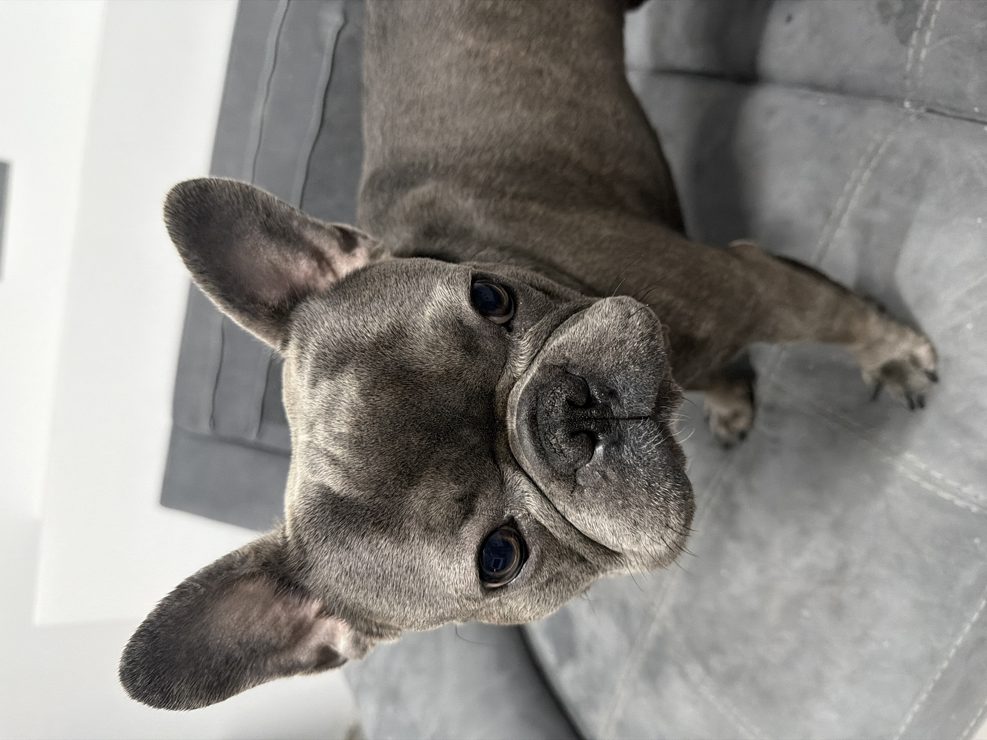 A grey French Bulldog stands on a grey, tufted couch, facing the camera. The dog has large, erect ears, dark eyes, and a wrinkled snout. Its fur is short and appears to have a subtle brindle pattern. The background consists of a light-colored wall and the grey couch. The scene is indoors, with soft lighting. The image does not provide any information about the city of Ruse, Bulgaria.