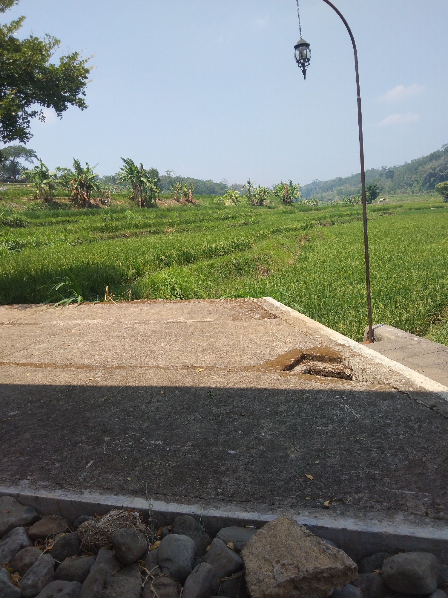 A scenic view of rice paddies under a clear blue sky is captured from a concrete elevated area. In the foreground, the rough texture of the concrete surface is visible, with a large shadow cast across it. A pile of various-sized rocks lies at the very bottom of the frame, with a bird's nest made of straw nestled among them. To the left, a large tree with green foliage partially obscures the sky.

In the middle ground, the lush green rice fields stretch out, divided by terraced levels. Banana trees with their distinctive broad leaves are scattered along the edges of the fields. A tall, dark lamppost with an ornate lantern hanging from it stands on the right side of the concrete platform, its curved arm reaching towards the sky.

The background consists of rolling hills covered in trees, with a clear horizon line. A small building or structure is faintly visible in the distance. The overall impression is one of rural tranquility.

The location is identified as Keling, Indonesia, suggesting a tropical or subtropical climate, which is consistent with the vibrant green vegetation and the clear, bright sky. The image appears to have been taken during daylight hours.