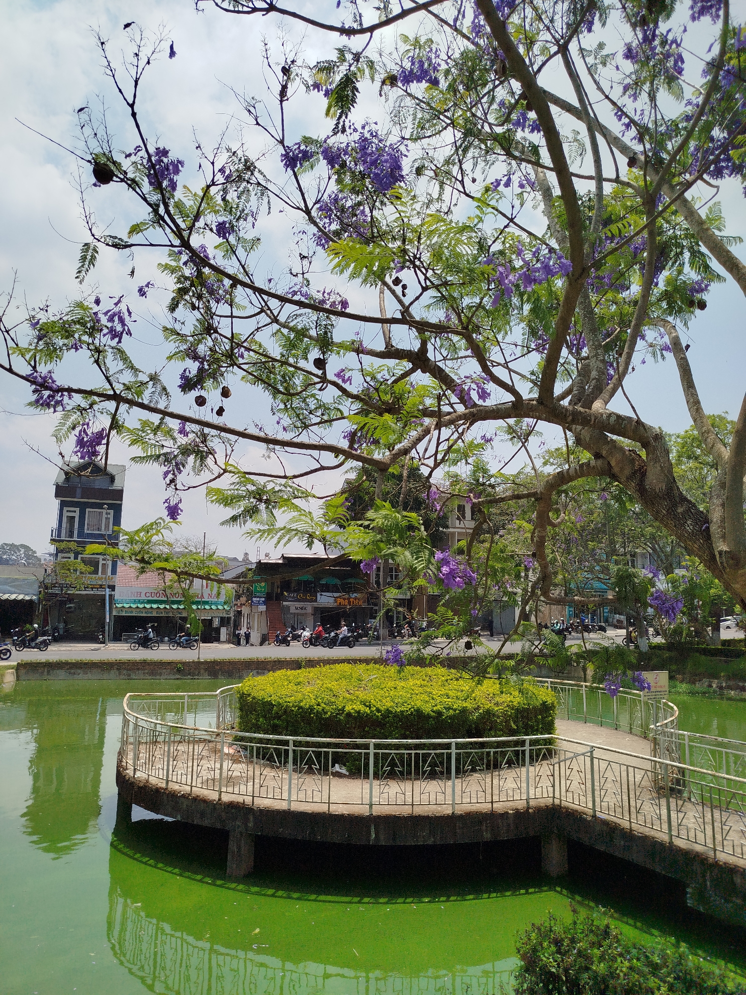 The image shows a circular, concrete island with a shrubbery centerpiece in the middle of a green-colored pond. A short bridge with metal railings connects the island to the shore. In the background, a street scene includes buildings, shops, and parked or moving motorbikes. A tree with purple flowers dominates the foreground, partially obscuring the view. The image is most likely taken in Da Lat, Vietnam.