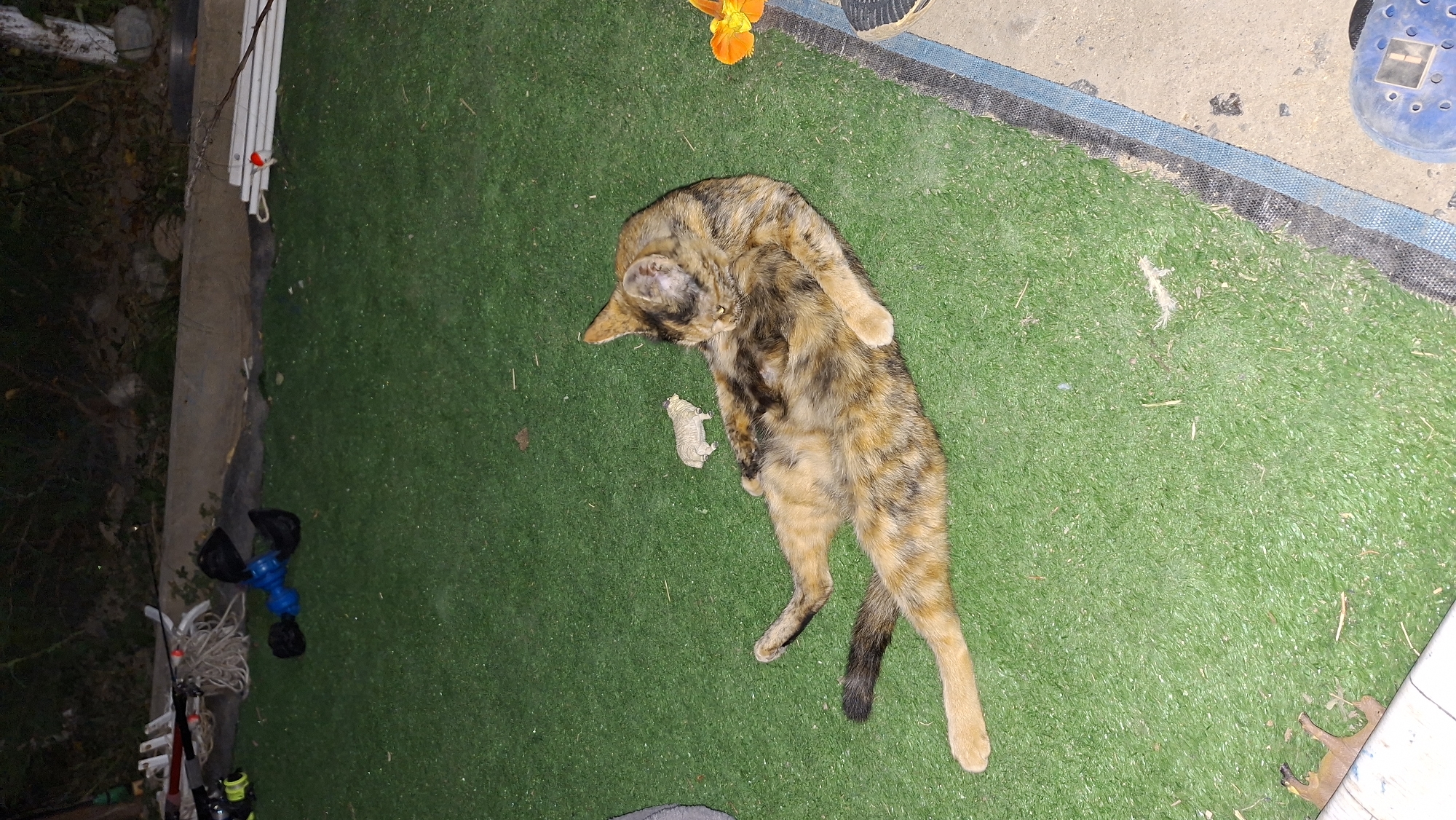 A tortoiseshell cat is lying on its side on artificial turf. The cat is facing to the left of the frame, with its head down and eyes closed. Its front legs are extended, and its hind legs are bent. The cat is in good condition, with no visible injuries. To the left of the cat is a small, toy sheep. In the background, there is a concrete wall and some vegetation. The scene is dimly lit, suggesting it may be nighttime or dusk. The location is identified as Zhanadaur, Kazakhstan.