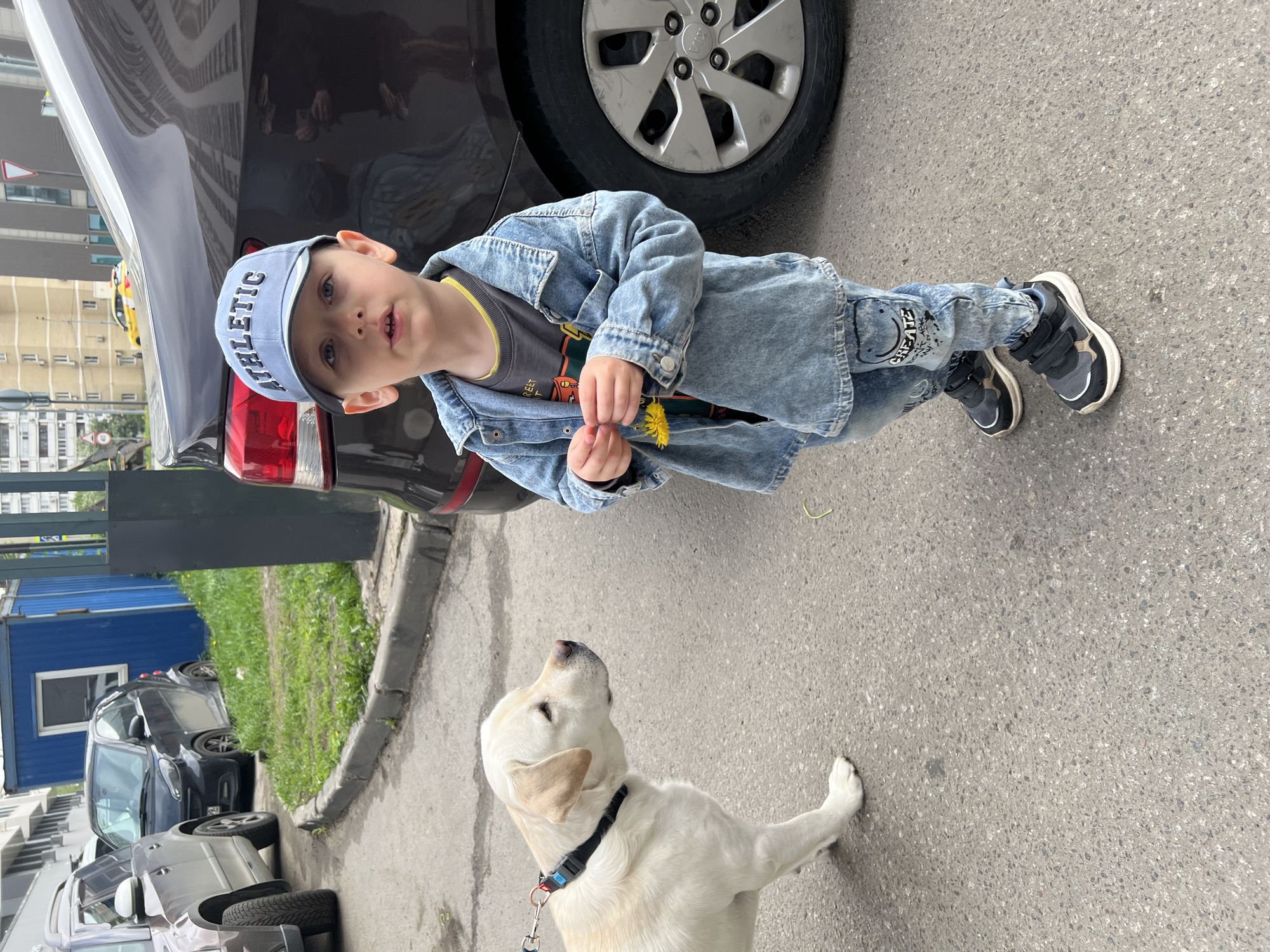 A young boy in a denim jacket, jeans, and a blue baseball cap that says "ATHLETIC" is standing on a paved surface with a dandelion in his hand. He is beside a dark-colored car with a visible tire. A cream-colored labrador retriever with a black collar and a leash is looking up at him. Several parked cars and a blue shipping container are visible in the background. The location is in an urban area, potentially in the city of Mytishchi, Russia.
