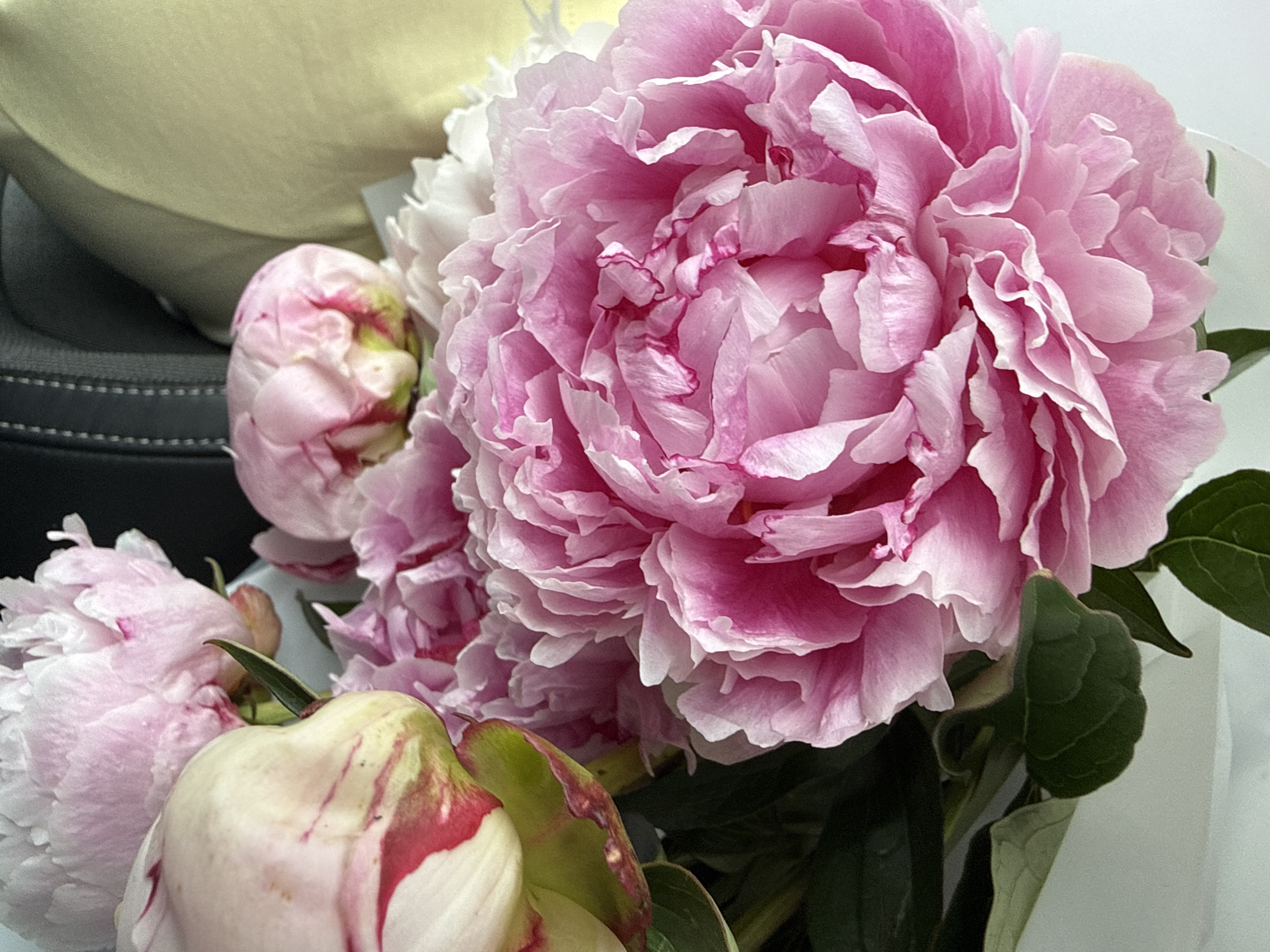A close-up, top-down shot features a bouquet of pink peonies. The focus is on the delicate, ruffled petals of a large, fully bloomed peony in the foreground, its color a vibrant fuchsia that softens to a lighter pink at the edges. To the left, a partially opened peony displays a creamy white hue with streaks of deep pink and green on its outer petals. Behind these, more peonies are visible, some in bud and others in various stages of bloom, with colors ranging from soft pink to white. The background is a blur of muted colors: dark gray on the top left, possibly a car interior, and a pale yellow on the right, suggesting upholstery or fabric. The overall impression is one of natural beauty and softness. The location in Zemun Urban Municipality, Serbia is not discernible from the image.