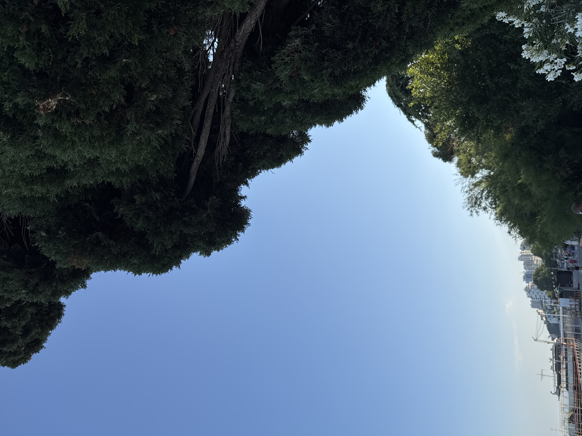 The image depicts a bright, sunny day in the city of Yalta, Ukraine, likely along the coast. The foreground is dominated by the dense, dark green foliage of tall coniferous trees, possibly cypress trees, which frame the scene from the upper right and extend down the right side of the image. The branches of these trees are visible, with some appearing thick and old.
To the left of the trees, a vast expanse of clear, pale blue sky occupies the majority of the frame, suggesting a cloudless day.
In the background, a city skyline is visible, characterized by a cluster of multi-story buildings, likely residential or hotel complexes, with white and light-colored facades. Below the buildings and closer to the water, there are structures that appear to be part of a waterfront promenade or pier. These include railings, walkways, and possibly a docked boat or ship with a distinctive sail-like structure. Several figures of people are walking along the promenade, appearing as small silhouettes against the backdrop of the city and the blue sky. Further down the right side, more lush green trees and a bush with white flowers are visible. The overall impression is of a pleasant outdoor scene, possibly a park or public space near the sea.