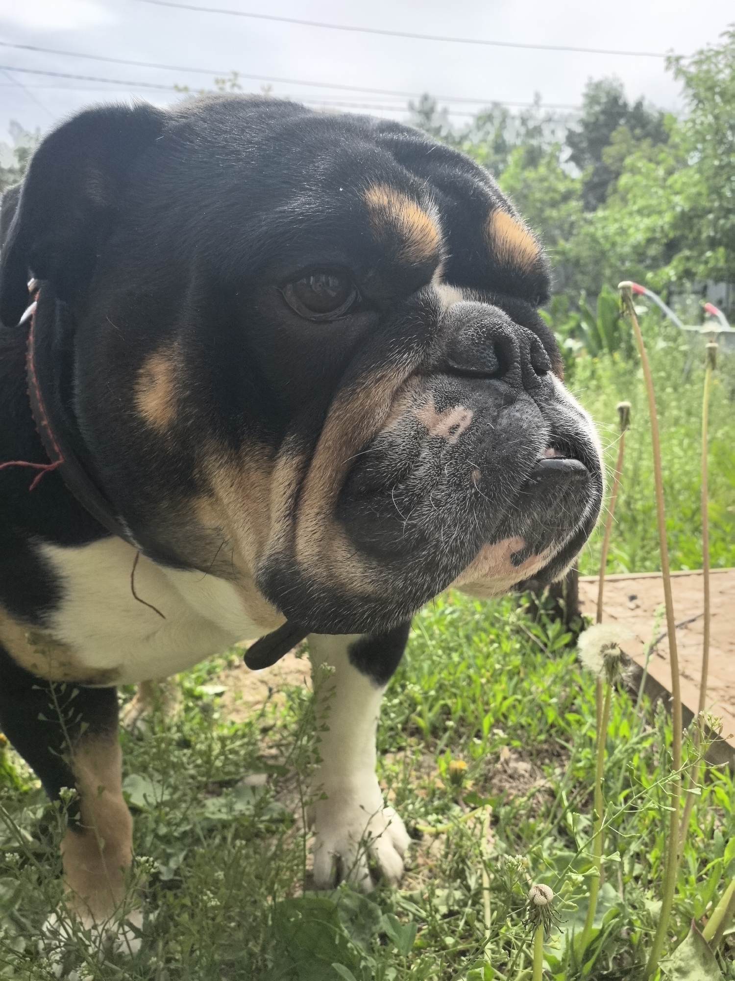A medium shot depicts an English Bulldog standing in a grassy area. The dog is black with tan and white markings, particularly on its face, chest, and paws. It wears a black collar, and part of a red leash is visible. The background features green foliage, including dandelions, and a wooden structure. The weather appears overcast. There is no evidence that the location is Noviy, Russia.