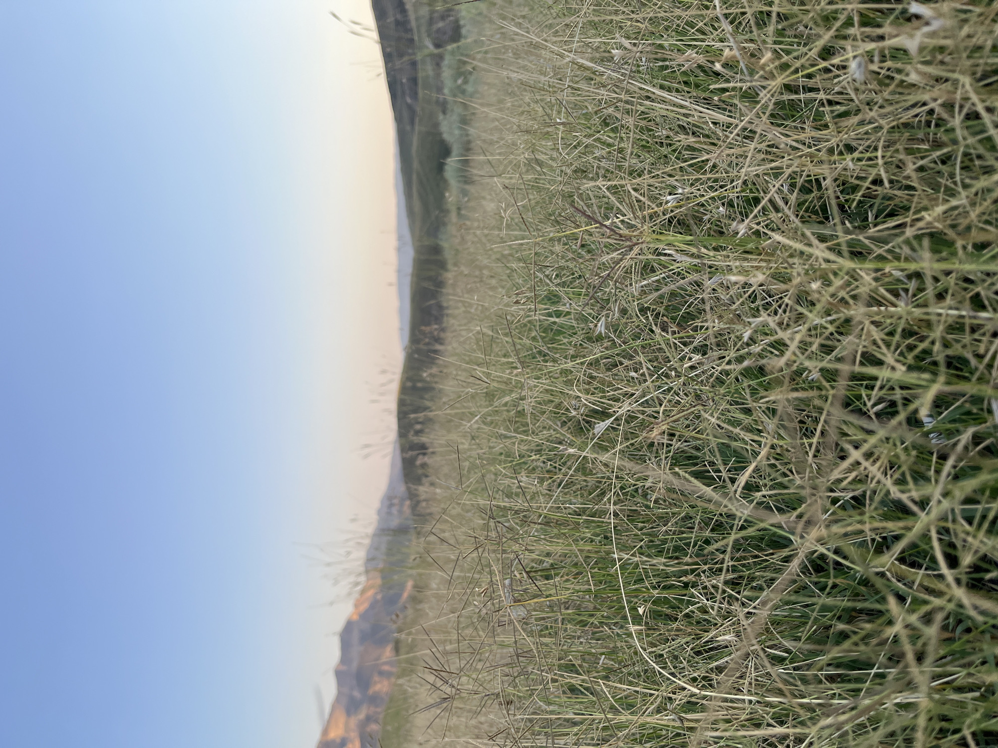 The image shows a close-up view of dry, tall grass in the foreground, with blades of grass crossing each other in various directions. In the background, a blurry landscape of rolling hills and a clear sky can be seen. The sky transitions from a light blue at the bottom left to a soft orange-yellow hue towards the horizon, suggesting it is either sunrise or sunset. The overall scene is natural and serene, with no people or objects other than the grass and landscape. The lighting indicates it is likely either early morning or late evening. The location context is Mailuu-Suu City, Kyrgyzstan. There is no visible text in the image.
