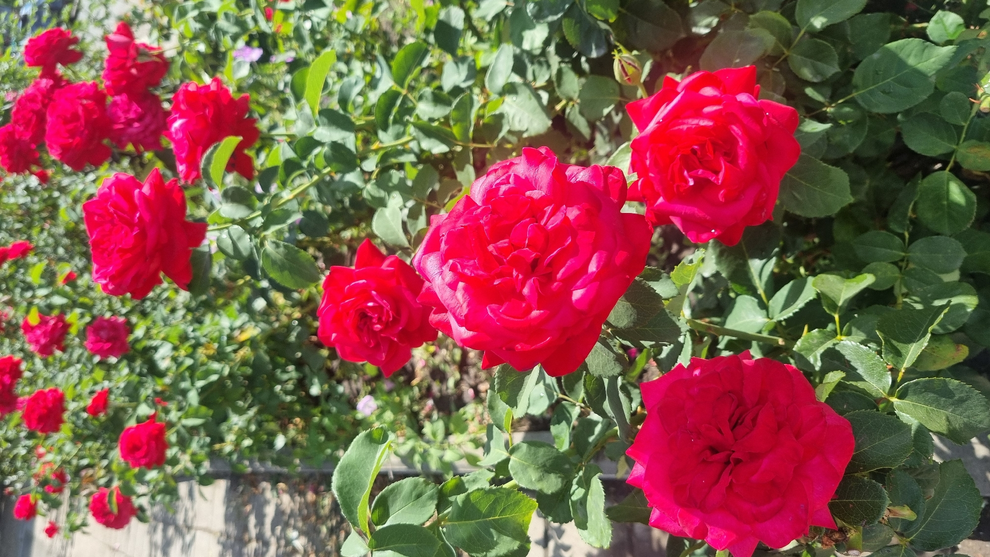 The image shows a close-up view of a rose bush with several vibrant red roses in full bloom. The roses are in various stages of opening, with some showing tightly furled petals and others displaying their full, layered blooms. The leaves of the rose bush are a deep green and appear healthy. In the background, there are more rose bushes, also laden with red flowers, creating a dense floral display. The ground beneath the bush is partly visible, showing some gravel or small stones and what appears to be a paved walkway or path. The scene is bathed in sunlight, casting shadows and highlighting the rich colors of the flowers. There are no people or animals visible in the image. The context of Smila, Ukraine is not visually discernible from the image itself; it is a provided detail about the location.