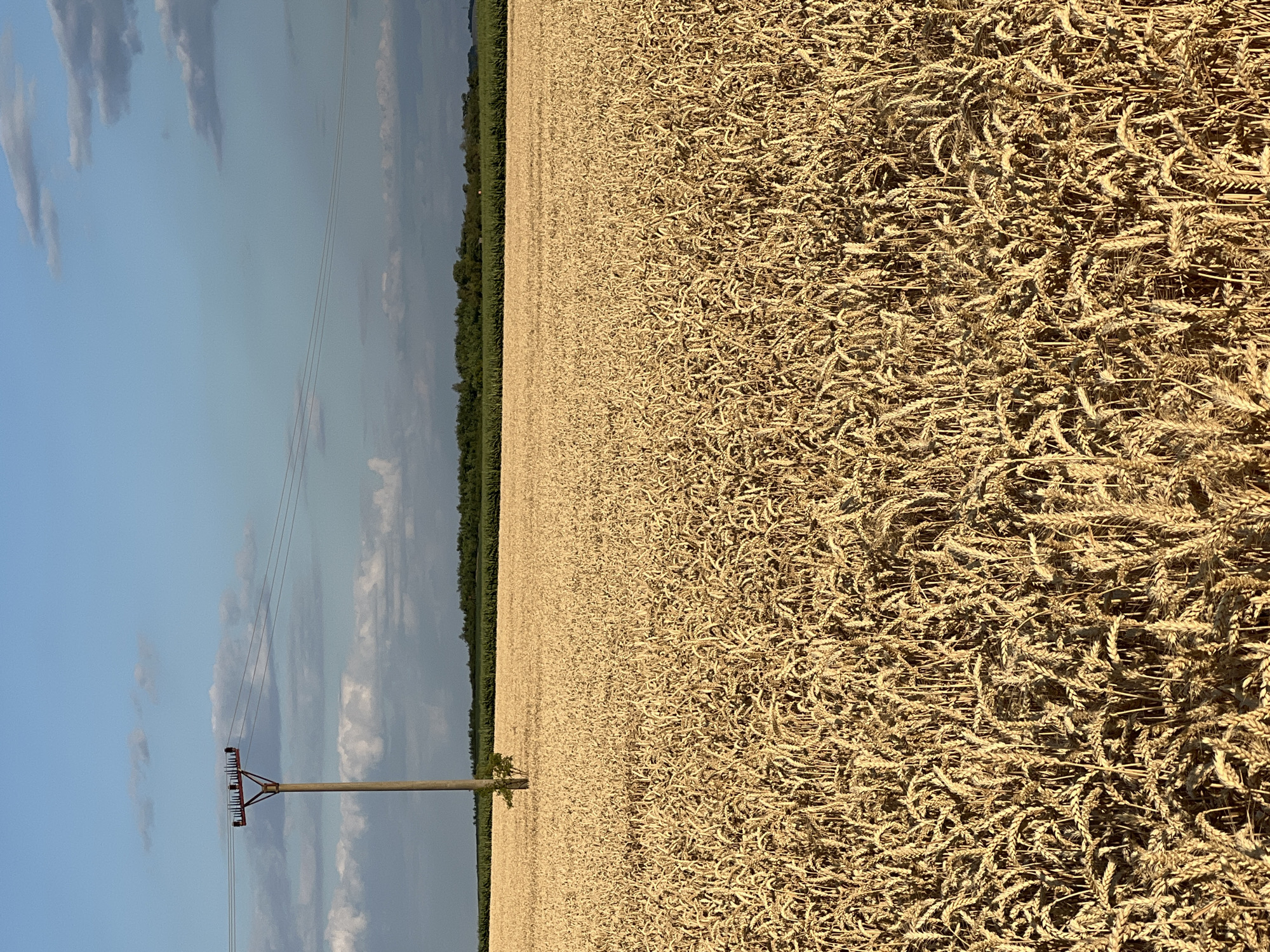 The image depicts a wide expanse of a ripe wheat field under a bright, partly cloudy sky. The wheat stalks are a golden-brown color, indicating they are ready for harvest, and they fill the majority of the frame from the foreground to the horizon. In the middle ground, a solitary wooden utility pole stands in the field, supporting several power lines that stretch across the sky. Behind the wheat field, a line of green trees forms a dense horizon, suggesting the edge of a forest or a more densely vegetated area. The sky is a clear blue with scattered white and grey clouds, particularly towards the top of the image. The lighting suggests it is either late afternoon or early morning, with the sun casting long shadows. There are no people or animals visible in the image. The scene captures a rural landscape in the vicinity of Měnín, Czechia, emphasizing the agricultural nature of the area and the vastness of the cultivated fields.