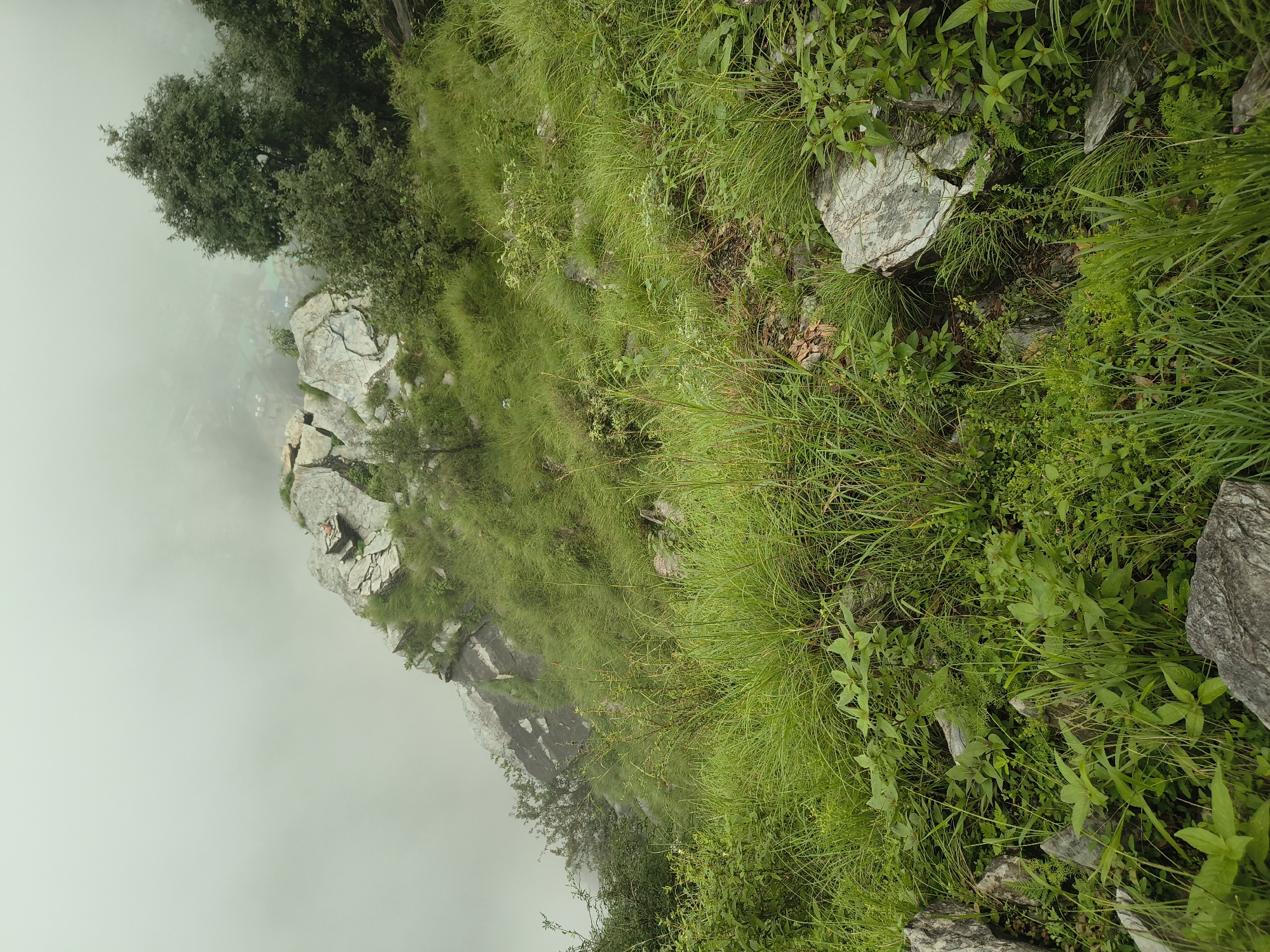 In Bhagsu, India, a misty mountainous landscape is depicted. A steep, grassy slope descends from a rocky outcrop on the left, disappearing into a thick fog on the upper left. Sparse trees dot the landscape, with a larger tree visible on the right. Buildings and structures of a settlement are faintly visible through the fog in the mid-ground. The foreground is dominated by green grass and rocks, with a few small plants and a brown leaf on the ground. The scene appears to be a natural, undeveloped area within or adjacent to the town.