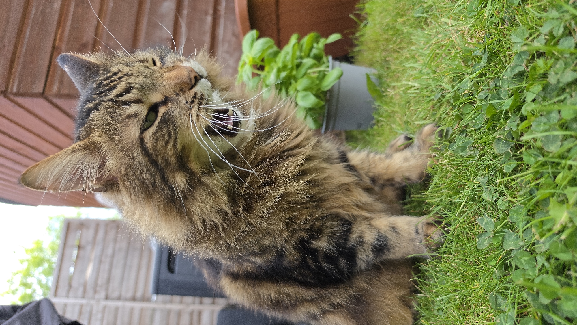A close-up shot shows a long-haired, brown tabby cat in an outdoor setting. The cat's mouth is open, revealing teeth and white whiskers. A plant in a grey container sits near the cat, amidst green grass and clover. A wooden fence and part of a black object are visible in the background. The setting seems to be a garden or yard, not necessarily within the city of London, United Kingdom.