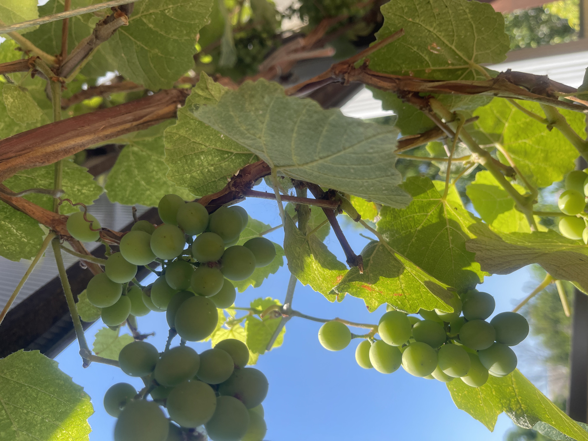 The image depicts a close-up view of green grapes on a vine, hanging outdoors against a bright blue sky. The grapes are small and round, clustered together on thin stems. The vine has large, textured green leaves, some of which are catching the sunlight. A thick, woody brown stem is visible, winding through the leaves and supporting the grape clusters. In the background, out-of-focus elements suggest an outdoor setting, possibly a garden or vineyard. There are no people or animals present in the image. The lighting suggests it is daytime with clear weather. The image does not contain any specific details that would allow for identification of its location within Primorsko-Akhtarsk, Russia.