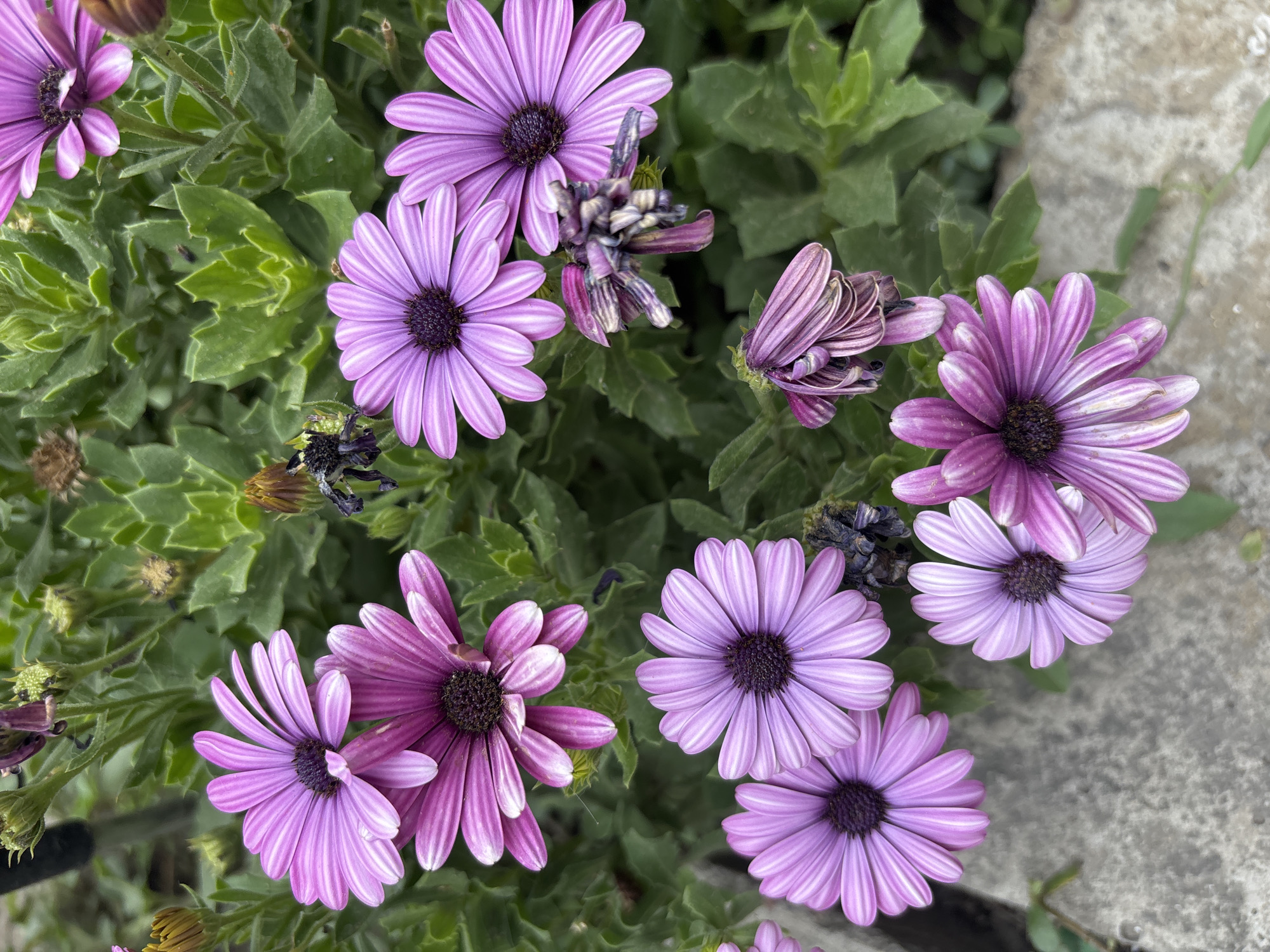 In this close-up, top-down shot, a cluster of vibrant purple daisies is the central focus, nestled amongst lush green foliage. The flowers, with their delicate petals marked by thin white stripes, exhibit varying stages of bloom. Some are fully open, revealing their dark centers, while others are partially closed or even wilting, adding a touch of natural decay to the scene. The background consists of the dense green leaves of the plant, with hints of dried flower heads and buds scattered throughout. The lower portion of the image reveals a rough, grey concrete surface, suggesting an outdoor setting likely in a garden or public space. There are no people or animals visible in the frame. The lighting is natural, creating soft shadows and highlighting the textures of the petals and leaves. The image does not contain specific landmarks to pinpoint a precise location within the city of Taraz, Kazakhstan, but the presence of a cultivated garden setting is evident.