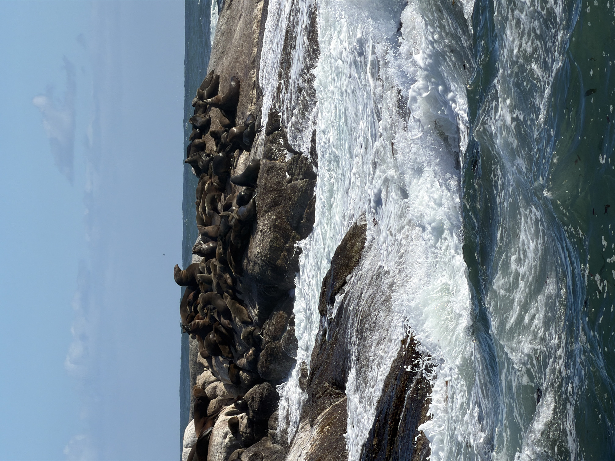 The image captures a vibrant coastal scene featuring a large colony of sea lions densely packed on a rocky outcrop under a clear sky. The photo is taken during bright daylight, suggesting a sunny day with excellent visibility.
In the mid-ground and foreground, a rugged, dark-toned rocky island or coastline dominates, serving as a resting place for numerous sea lions. These marine mammals, dark brown to black in color, are piled together on the rocks, appearing to be basking or resting. Their forms vary, with some clearly visible and others indistinct due to the sheer number and their close proximity.
To the right of the rocky area, dynamic ocean water churns. Large, frothy white waves crash against the rocks, creating sprays and white foam, contrasting with the darker blue-green water further out, which shows turbulent patterns. The interaction between the powerful waves and the solid rock emphasizes the natural elements of the environment.
The left side of the image reveals a clear, bright blue sky with a few soft, scattered white clouds, indicating fair weather. The horizon line is visible in the distance, separating the sky from the sea.
No human activity or people are visible, and no text is present in the image. The scene conveys the wild beauty of a marine habitat, specifically in Hout Bay, South Africa, known for its seal colonies.