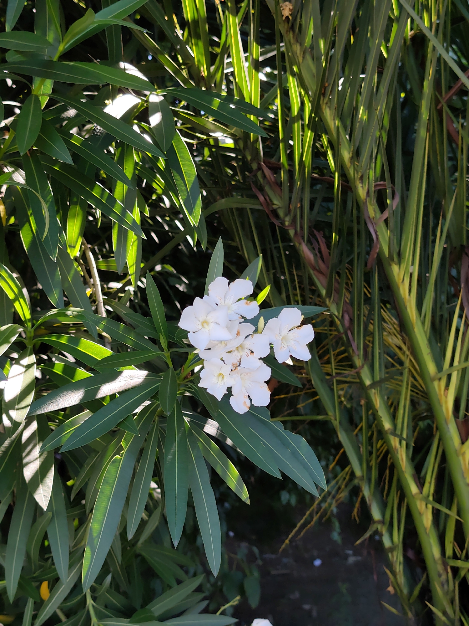 A close-up, eye-level, full-frame shot captures a cluster of white oleander flowers against a backdrop of lush green foliage. The flowers, with their delicate white petals and a hint of yellow in the center, are the focal point of the image, positioned slightly to the left of center. They are surrounded by long, lance-shaped green leaves, some of which are illuminated by dappled sunlight, creating bright highlights and casting shadows. To the right of the flowers, taller, reedy green stalks, possibly from a palm or bamboo plant, rise vertically. These stalks are also touched by sunlight, accentuating their segmented texture and casting a warmer, golden hue in places. The overall environment appears to be a natural, outdoor setting, likely a garden or park in Sochi, Russia, given the abundant greenery and the presence of flowering plants often found in such climates. The lighting suggests it is daytime, with the sun filtering through the leaves, creating a lively interplay of light and shadow. There are no people or animals visible in the frame. The image is sharp and in focus on the flowers and surrounding leaves.