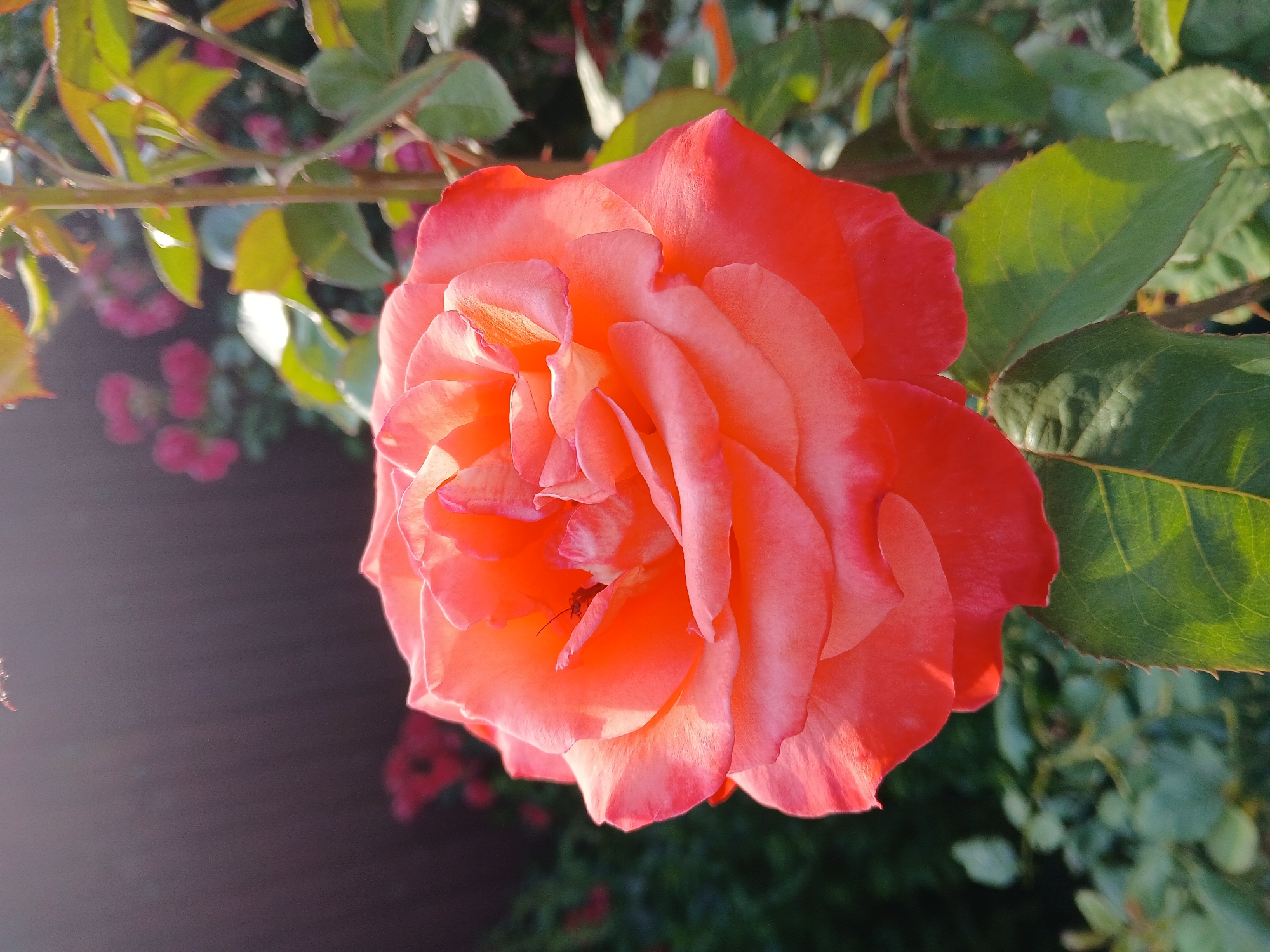 An extreme close-up shot focuses on an open rose with vibrant orange and pink petals. A small insect, possibly a fly, is visible on one of the inner petals. The rose is bathed in warm sunlight, highlighting the delicate texture of its petals. The background is softly blurred, showing more roses and green foliage, with a dark fence or wall on the left side. The image appears to be taken outdoors in a garden setting. There is no indication of location in Korenovsk, Russia.