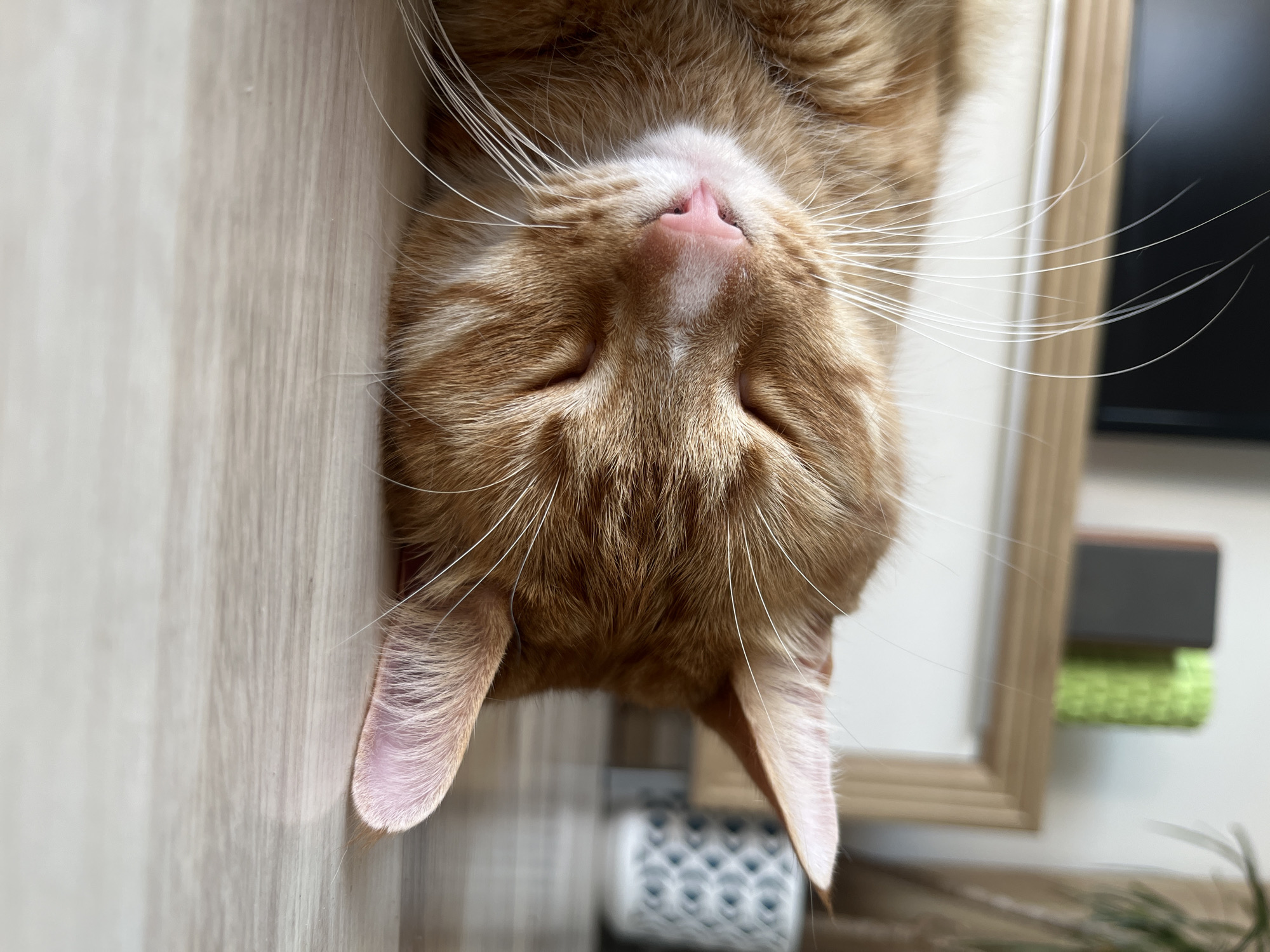 The image features an upside-down close-up of an orange tabby cat's face, sleeping. The cat's eyes are closed, its pink nose is prominent, and long white whiskers fan out from its face. The cat's fur is orange with darker tabby stripes. Its ears, with pale pink insides, are visible on either side of its head. The cat is lying on a light-colored wooden surface, possibly a table or floor, which has a visible wood grain texture. In the background, out of focus, are hints of a room: a framed picture or mirror, a dark object (possibly a monitor or television), and a decorative item with a blue and white pattern. The lighting suggests it is daytime, with natural light illuminating the scene. The overall mood is peaceful and relaxed, conveying a sense of comfort and slumber. There is no visible text in the image.