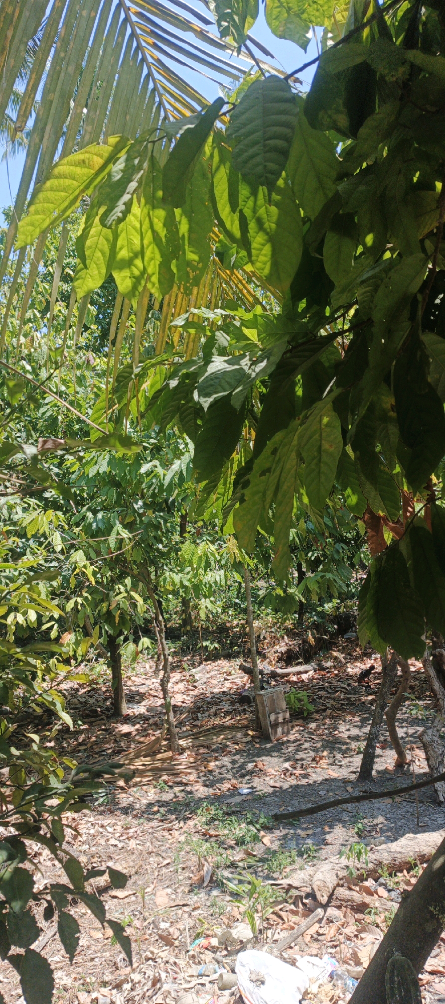 This image depicts a dense, natural environment likely within a plantation or forest area, possibly in Sidodadi, Indonesia, given the context provided. The foreground is dominated by lush green foliage, including large, broad leaves of what appears to be a tropical plant, possibly a cacao tree, with palm fronds visible in the upper left. Sunlight filters through the leaves, casting dappled shadows on the ground. The ground itself is covered with a thick layer of fallen leaves and organic debris, with some dry branches and pieces of wood scattered about. In the mid-ground, several slender tree trunks rise, their branches laden with more green leaves, creating a dense canopy that limits visibility of the background. A small, rustic wooden structure, possibly a box or a simple crate, is visible near the base of one of the trees. The overall impression is one of a natural, somewhat unkempt, and shaded outdoor setting. There are no visible people or animals in the image.