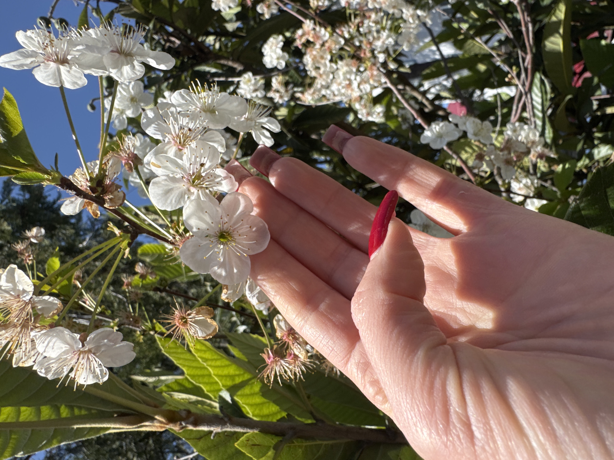 A close-up outdoor shot features a human hand gently reaching towards a cluster of white blossoms on a tree branch. The hand, appearing to be a right hand, has long fingernails, with the thumb and index finger painted a vibrant red, while other visible nails are a natural pink with clear tips. The palm of the hand is partly visible, showing natural skin texture and creases, illuminated by bright sunlight which also casts shadows and highlights.
The blossoms are predominantly white with prominent stamens, some showing hints of pink or brown at their centers, suggesting a stage of blooming or slight wilting. They are arranged on branches with fresh green leaves, and some dried flower remnants are also visible. A clear, bright blue sky forms the background, indicating fair weather and daytime conditions, likely spring given the flowering tree. The scene conveys an appreciation for nature and the beauty of blooming flowers. There is no visible text in the image.