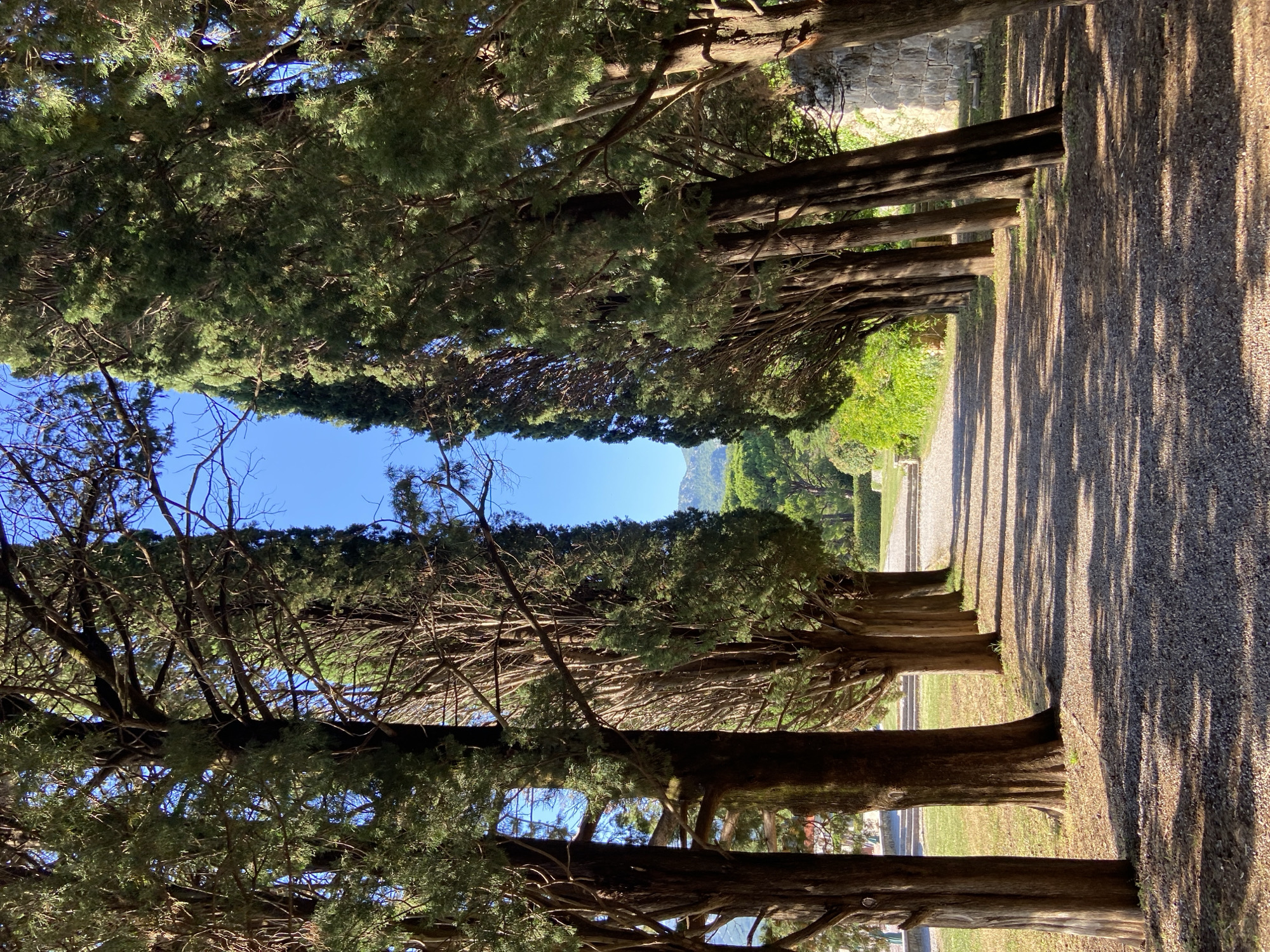 An outdoor scene depicts a long, straight avenue bordered by two parallel rows of tall, slender coniferous trees, consistent with cypress trees. The trees feature dark, textured trunks and dense green foliage. The path between the tree rows is composed of light-colored gravel, stretching from the foreground into the distant background. Long, distinct shadows from the trees on the right side extend across the gravel path and onto the grassy areas to the left, indicating direct sunlight from a low angle. Beyond the trees and at the end of the avenue, a clear, light blue sky is visible, with distant mountains or hills appearing hazy blue on the horizon, above a band of green vegetation. On the right side, further down the path, a section of an old, rough-hewn stone wall is partially visible. On the left, a grassy area leads to what appears to be a stone stairway or circular platform in the mid-distance. The environment is natural and cultivated, devoid of any people, animals, or artificial structures other than the path, wall, and distant steps. The image captures a static, sunny day scene in Unknown, Unknown.