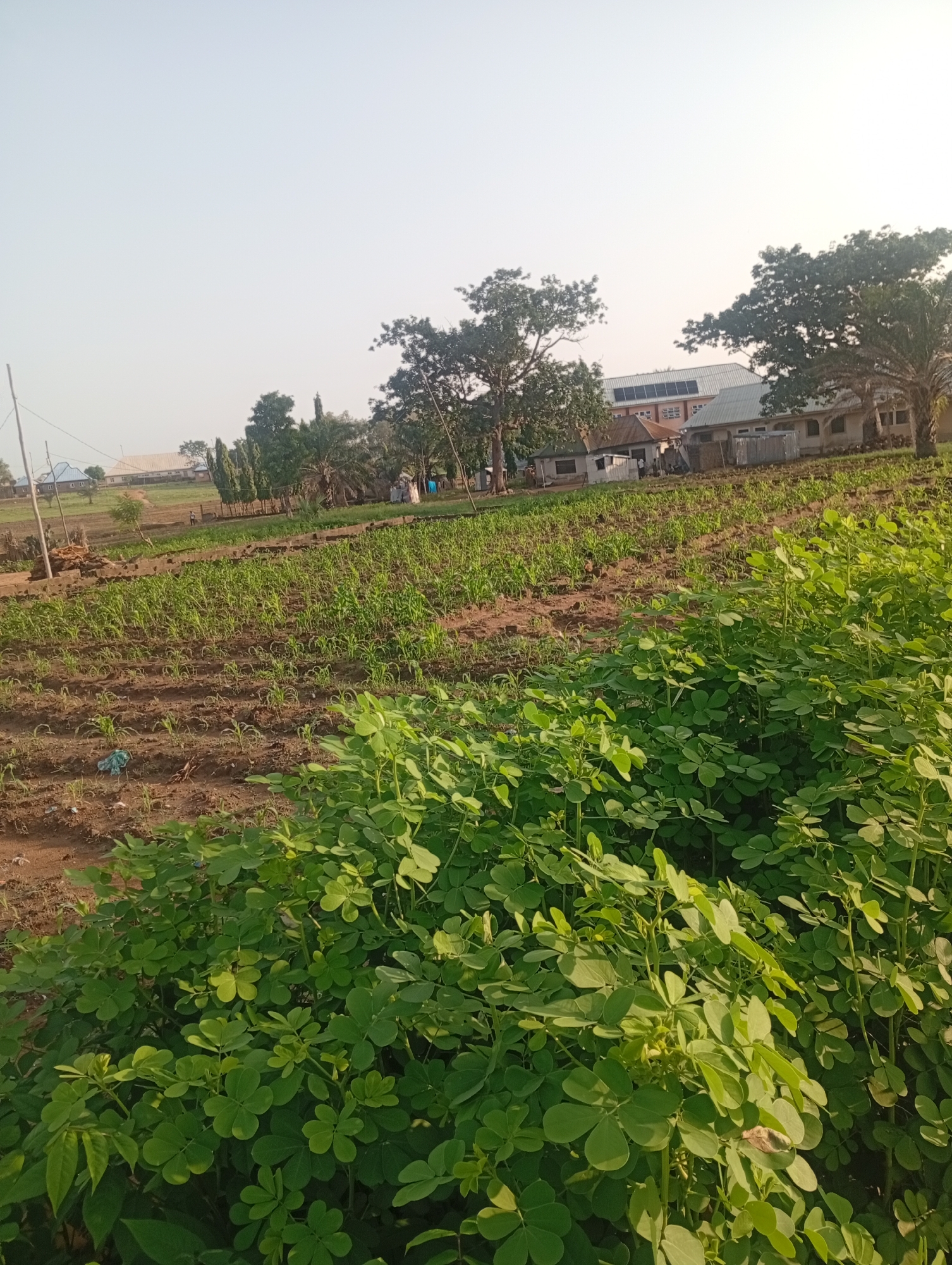 This is a vertical, medium-shot, eye-level outdoor photograph taken during the day, likely in the late afternoon due to the warm, golden light. The scene depicts agricultural fields with rows of young, green plants, possibly corn, in the foreground and middle ground. Behind the cultivated fields, a cluster of buildings can be seen, including what appears to be a school or institutional complex with a solar panel array on the roof of one building. Several mature trees with lush green foliage dot the landscape, providing shade and adding to the rural setting. The sky is clear and pale blue, with a haze or slight overcast that softens the light. The overall impression is one of a developing agricultural area with a nearby educational or residential facility.