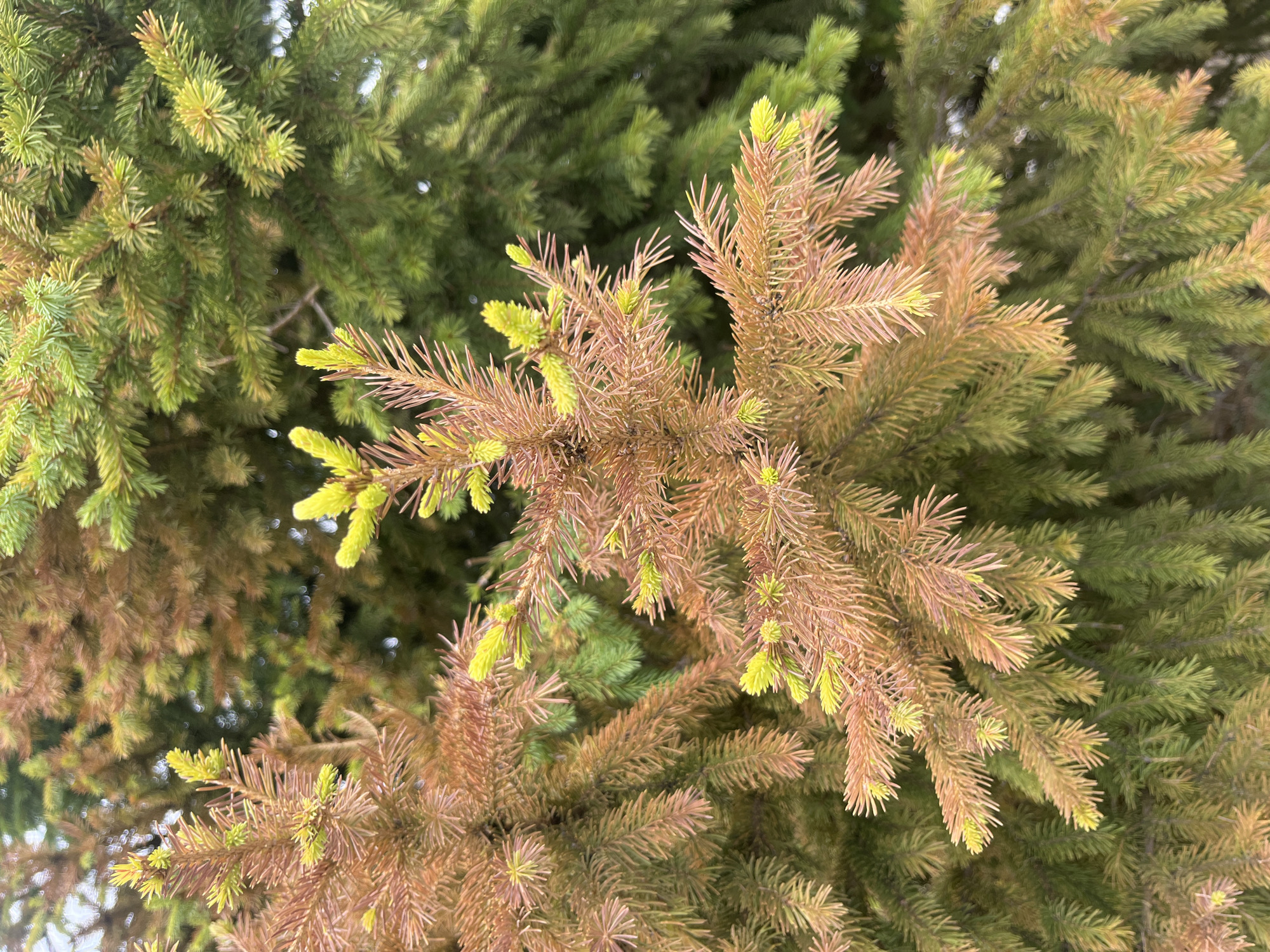 A close-up, eye-level shot captures a portion of two evergreen trees, likely spruce, in Astana, Kazakhstan. The tree in the foreground exhibits browning and drying needles, with some new, bright green growth emerging at the tips of the branches. This suggests a seasonal change or a stressor affecting the tree's health. Behind it, a second evergreen tree displays vibrant green needles, indicating a healthier state. The lighting suggests an overcast day, with soft, diffused light. The image is composed of tightly packed foliage, with a shallow depth of field that blurs the background, focusing attention on the needles and branches. There are no people or animals visible in the frame.