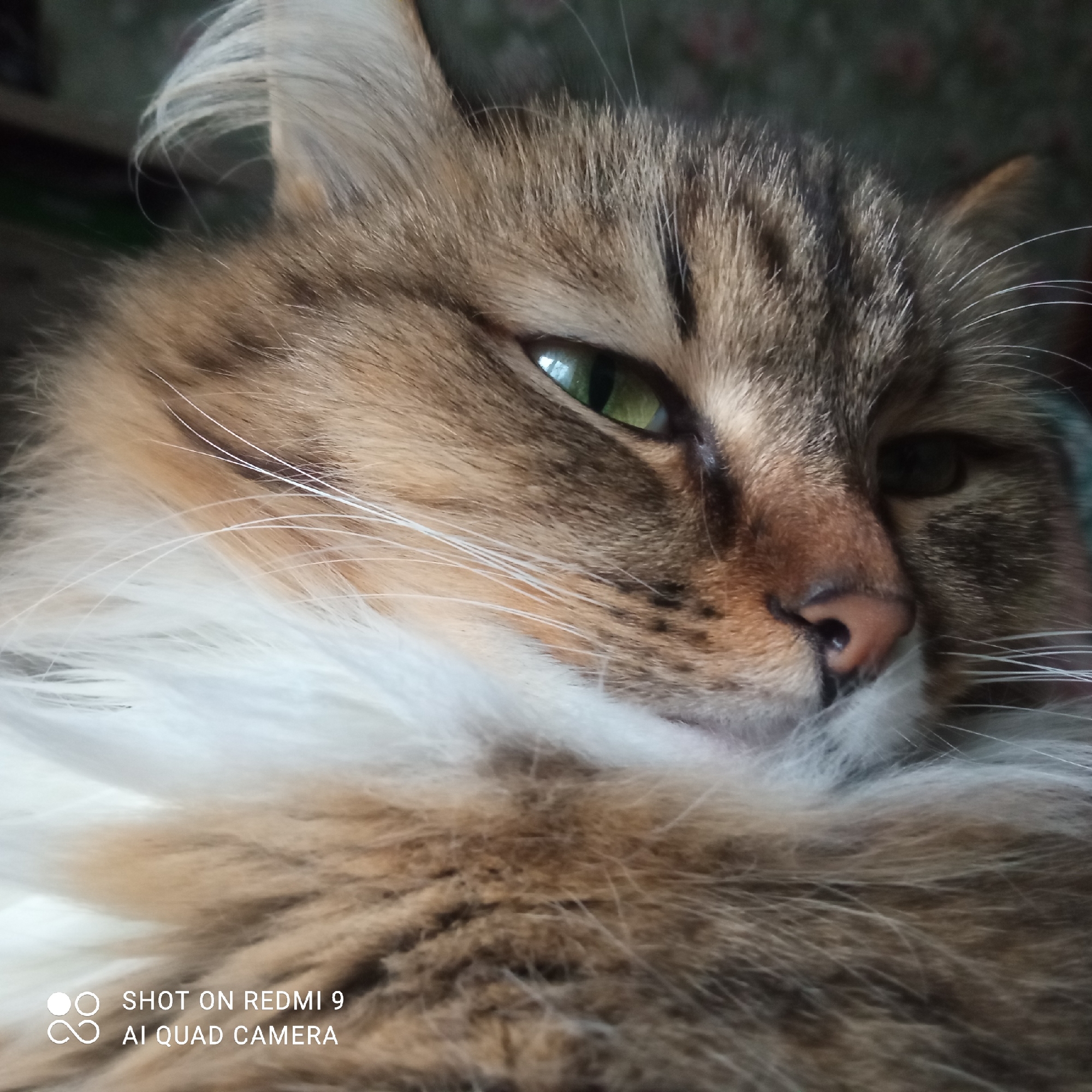 A close-up image shows a cat with primarily brown and white fur. The cat has green eyes and a pink nose. The fur around its neck is predominantly white. The location is assumed to be Chaikovsky, Russia, based on the prompt's instruction, but there is no visual information to confirm this. There are no people visible in the image. The cat is resting or lying down. The lower left corner of the image contains text indicating the photo was "SHOT ON REDMI 9 AI QUAD CAMERA".