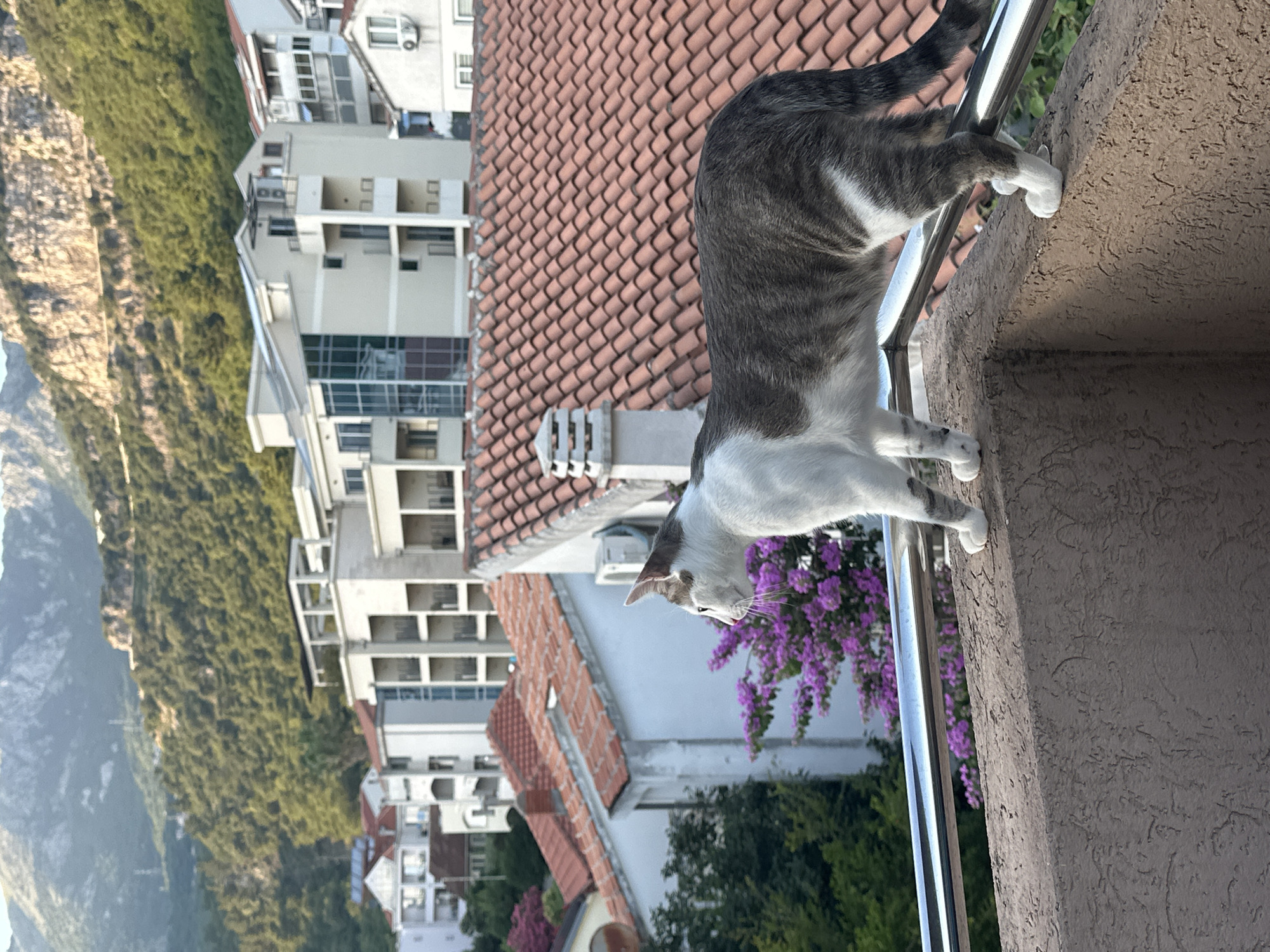 A tabby and white cat is captured in a close-up shot on a balcony overlooking a coastal town. The cat is the primary subject, poised with its front paws gripping a metal railing and its hindquarters resting on the textured balcony wall. Its gaze is directed downwards, suggesting curiosity or focus on something below. The cat's fur is clearly visible, showing distinct tabby markings on its back and head, with white patches on its chest, belly, and paws.
In the background, the scene unfolds with a cityscape characteristic of Budva, Montenegro. Buildings with terracotta tiled roofs are prominent, interspersed with apartment blocks. A steep, green hillside with dense vegetation rises behind the town, hinting at the dramatic landscape of the region. Purple flowers, possibly Bougainvillea, add a splash of color to the scene, growing in clusters near the balcony.
The lighting indicates it is a bright, sunny day, likely late afternoon or early morning, given the warm light and visible shadows. The overall mood is tranquil and observational, capturing a moment of a cat's everyday life in a scenic location. There is no visible text in the image.