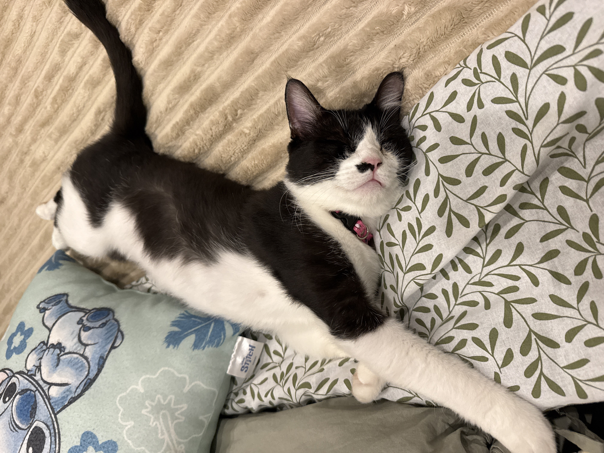 In the city of Thep Krasatti, Thailand, a black and white cat is captured in a state of deep sleep, sprawled across a textured beige blanket and a patterned white and green sheet. A light blue pillow, adorned with the character Stitch and floral motifs, rests beside the cat's head. The cat's body is extended, with its front paws resting on the patterned sheet and its back legs stretching towards the beige blanket. A small pink collar is visible around the cat's neck. The overall environment suggests a comfortable indoor setting, likely a bed.