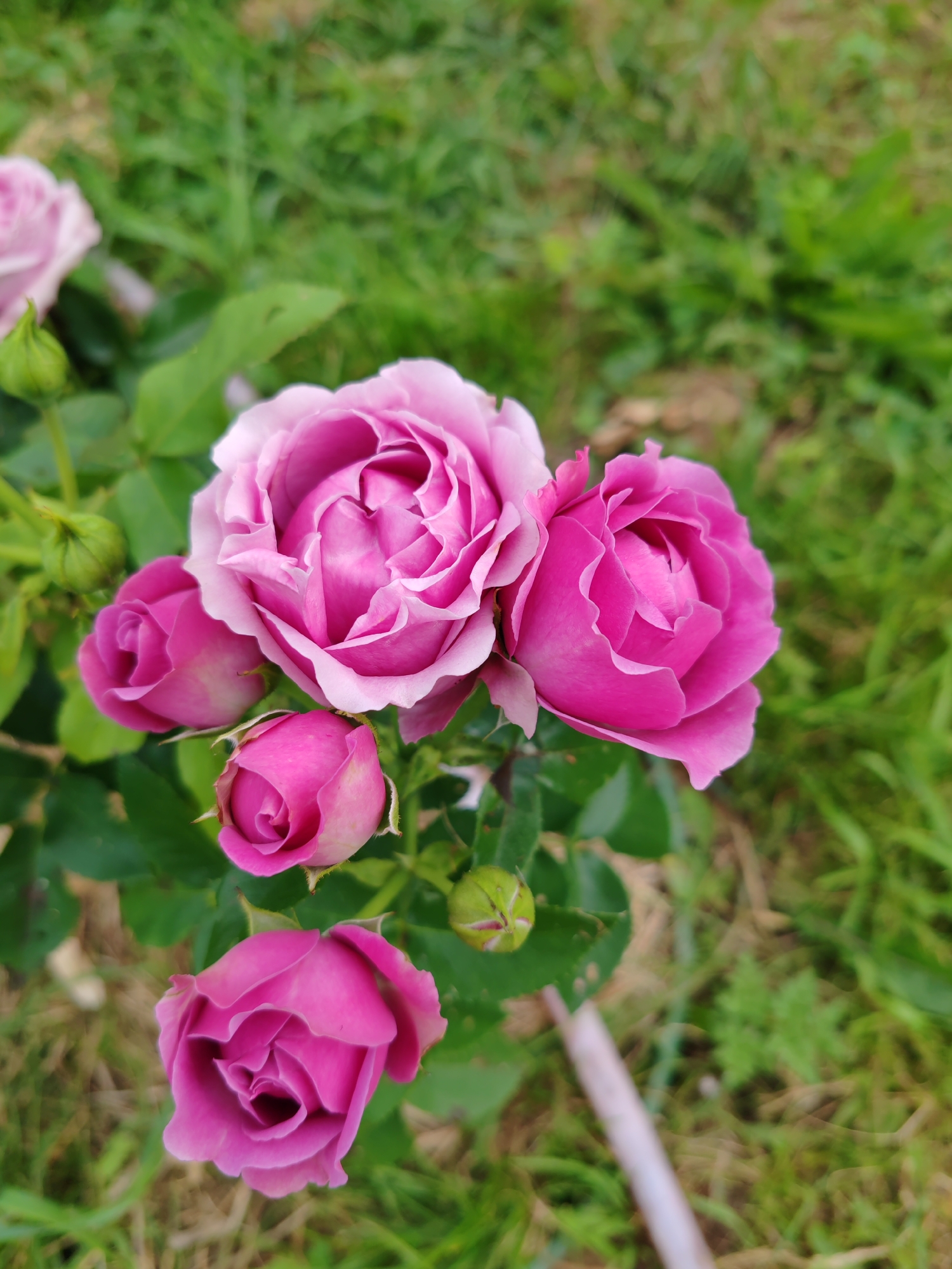 A close-up, high-angle shot features a cluster of vibrant pink roses in bloom, accompanied by several rose buds and green leaves. The roses exhibit delicate, layered petals and range in shade from a soft lavender-pink to a deeper magenta. In the background, out-of-focus green grass and some dry foliage create a natural, outdoor setting. The image appears to be taken outdoors in the city of Chukhlem, Russia, likely in a garden or park, given the presence of roses and greenery. There are no people or animals visible in the frame.